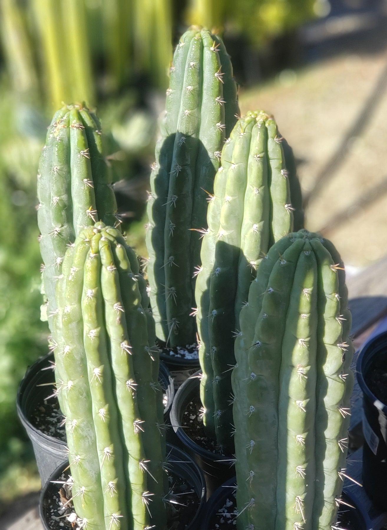 #EC116 EXACT Trichocereus Notchy Ornamental Cactus 12" approx.-Cactus - Large - Exact-The Succulent Source