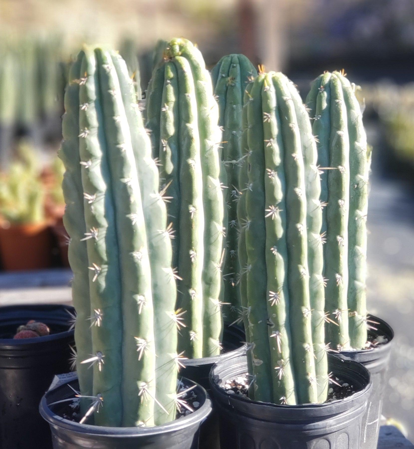 #EC116 EXACT Trichocereus Notchy Ornamental Cactus 12" approx.-Cactus - Large - Exact-The Succulent Source