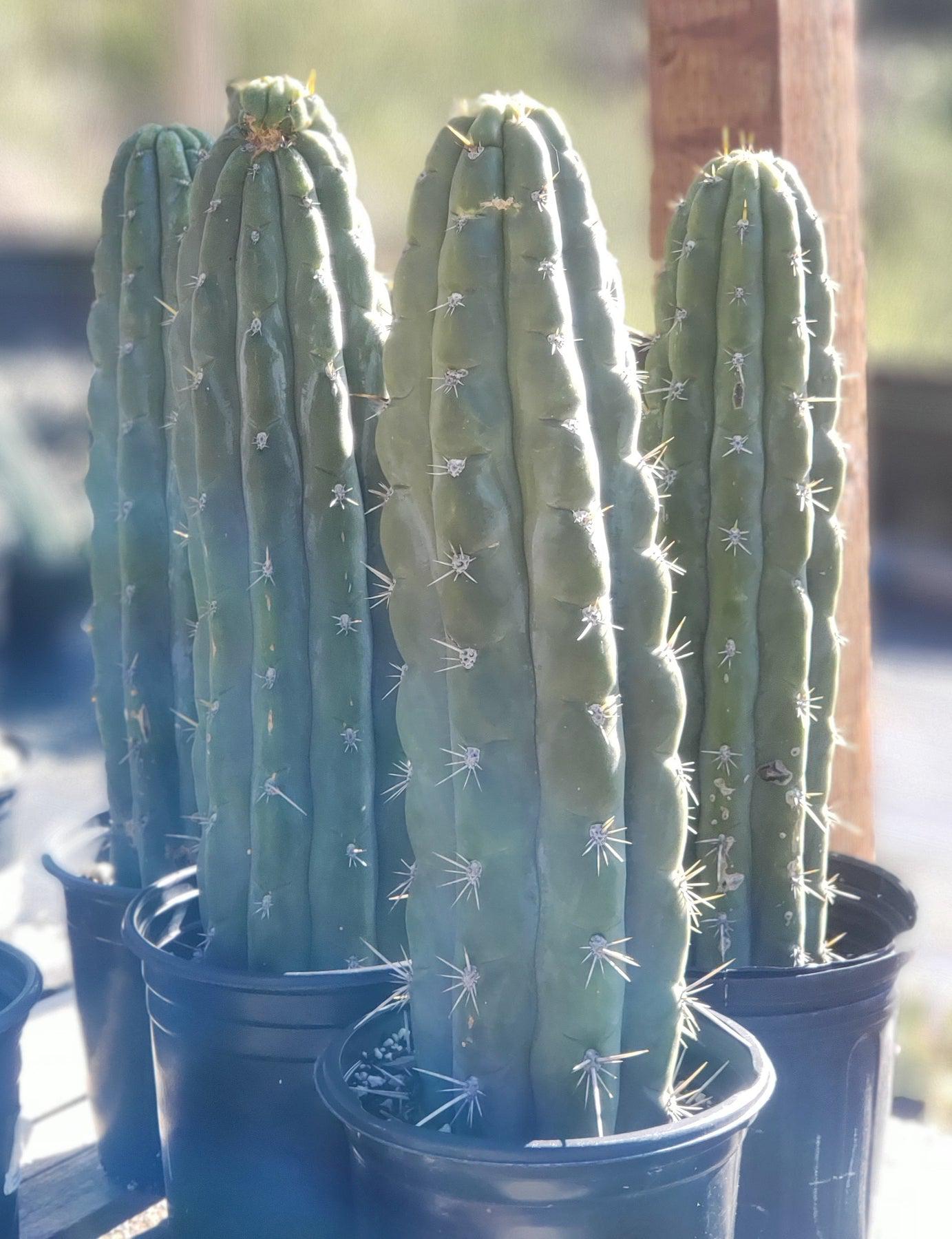 #EC116 EXACT Trichocereus Notchy Ornamental Cactus 12" approx.-Cactus - Large - Exact-The Succulent Source