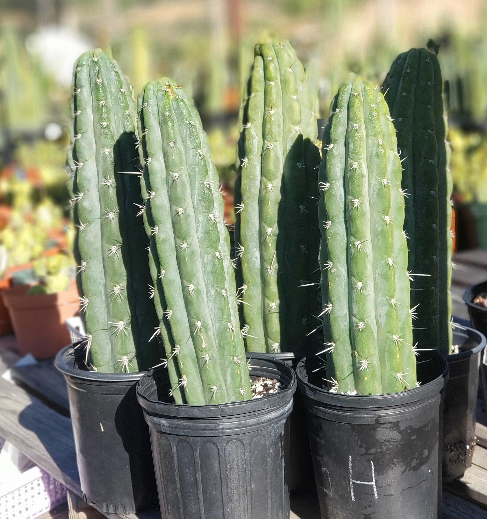 #EC116 EXACT Trichocereus Notchy Ornamental Cactus 12" approx.-Cactus - Large - Exact-The Succulent Source