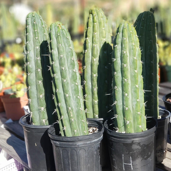 San Pedro Cactus for Sale Trichocereus