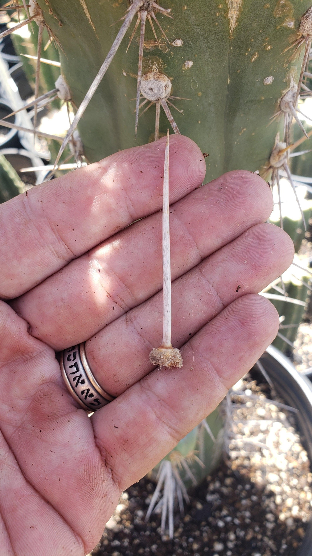 #EC123 EXACT Trichocereus Peruvianus "Swollen" Cactus Cutting 5-6"-Cactus - Large - Exact-The Succulent Source