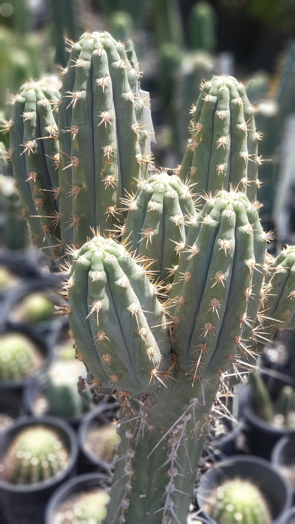 #EC123 EXACT Trichocereus Peruvianus "Swollen" Cactus Cutting 5-6"-Cactus - Large - Exact-The Succulent Source