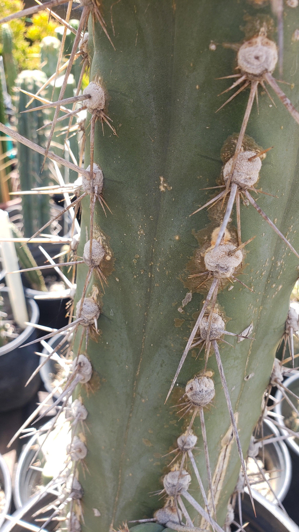 #EC123 EXACT Trichocereus Peruvianus "Swollen" Cactus Cutting 5-6"-Cactus - Large - Exact-The Succulent Source