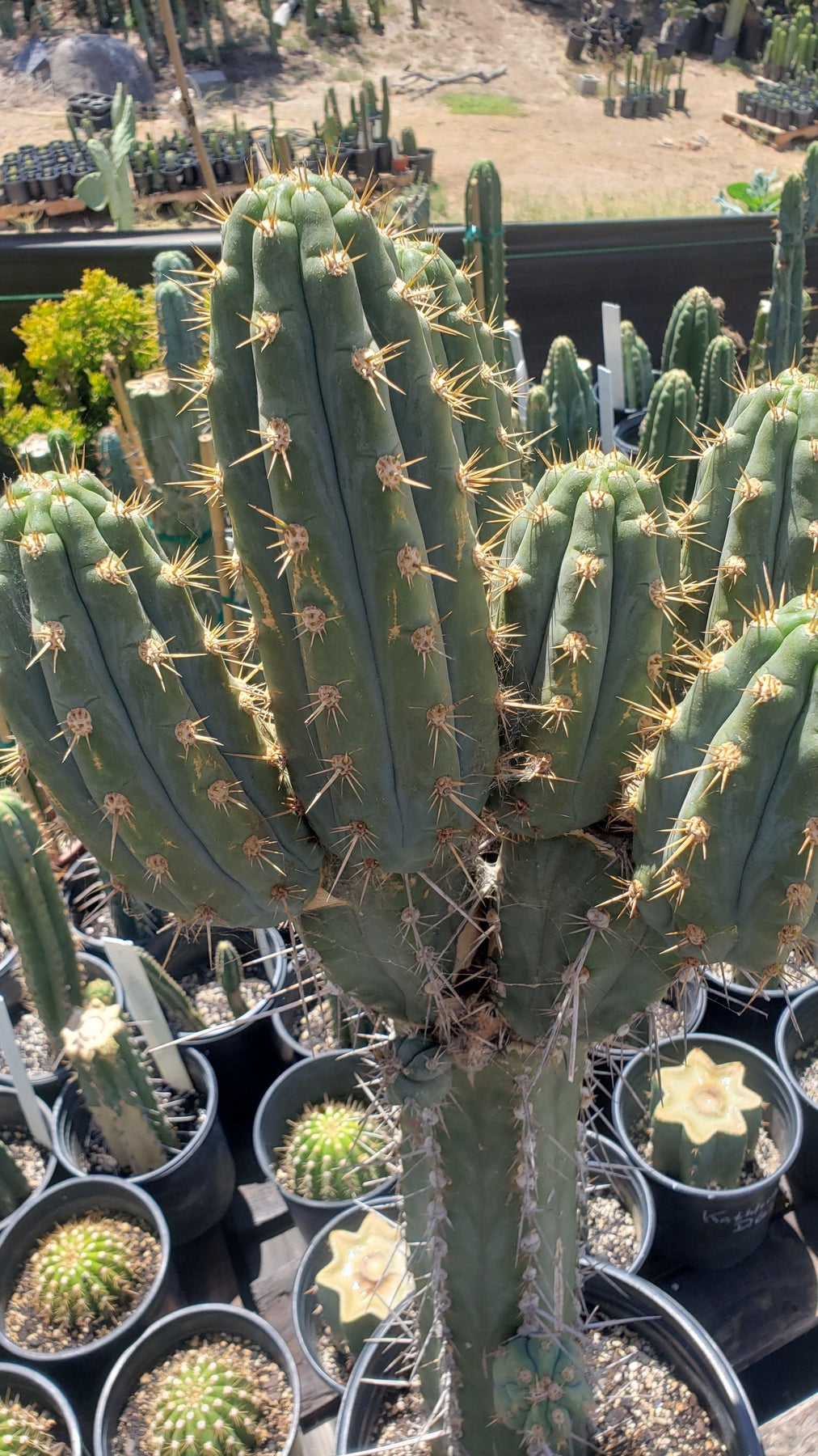 #EC123 EXACT Trichocereus Peruvianus "Swollen" Cactus Cutting 5-6"-Cactus - Large - Exact-The Succulent Source