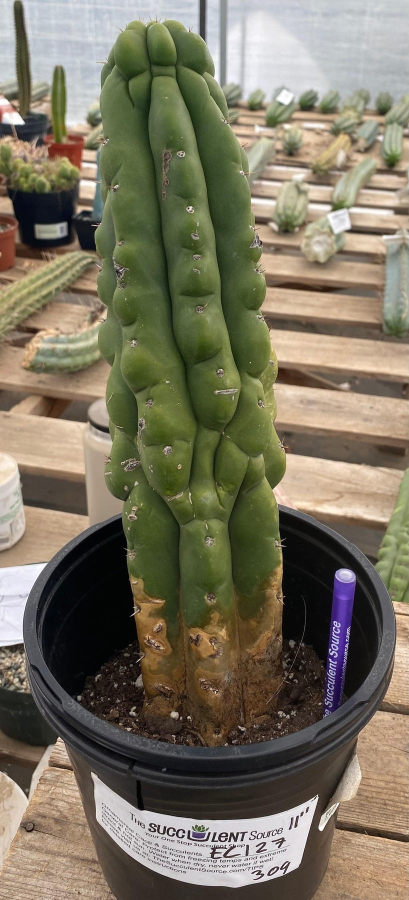 #EC127 EXACT Trichocereus Pachanoi "Monstrose" Cactus 11"-Cactus - Large - Exact-The Succulent Source
