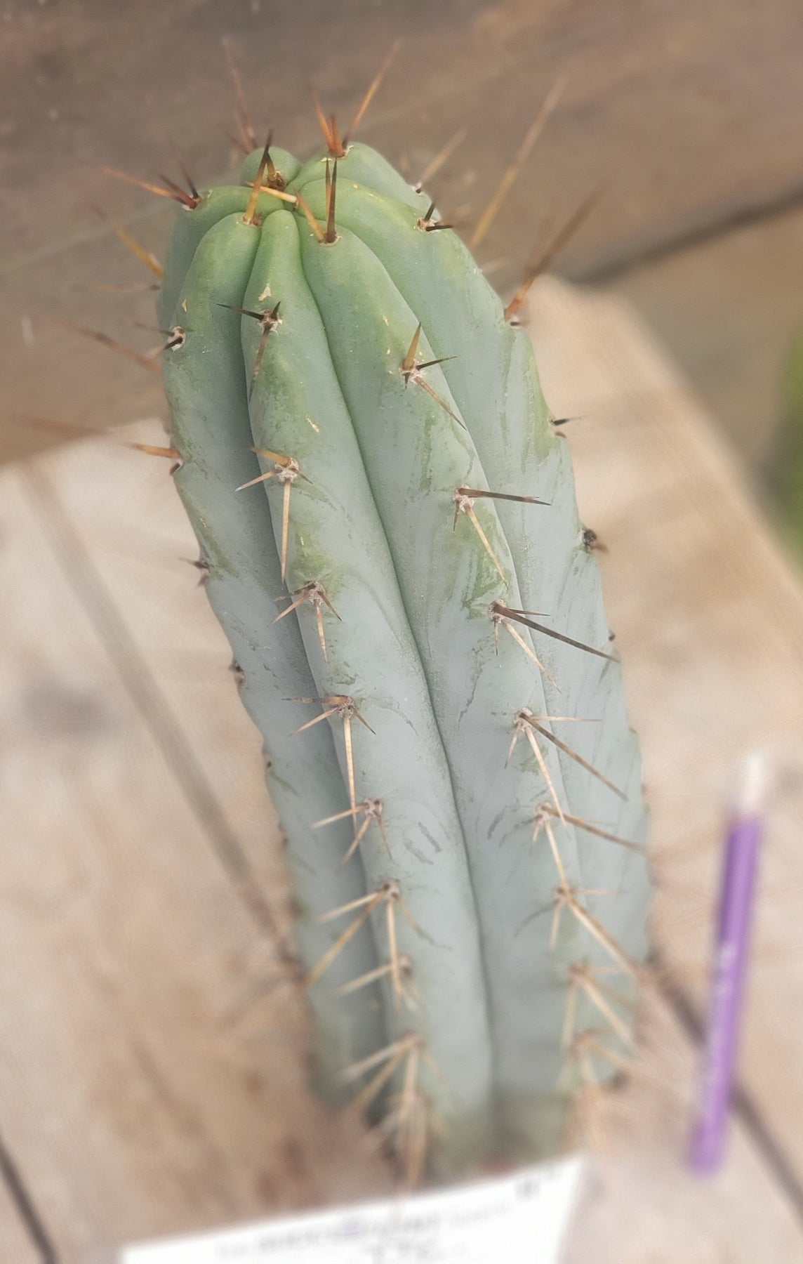 #EC133 EXACT Trichocereus Bridgesoid "Boulder" Cactus 11"-Cactus - Large - Exact-The Succulent Source