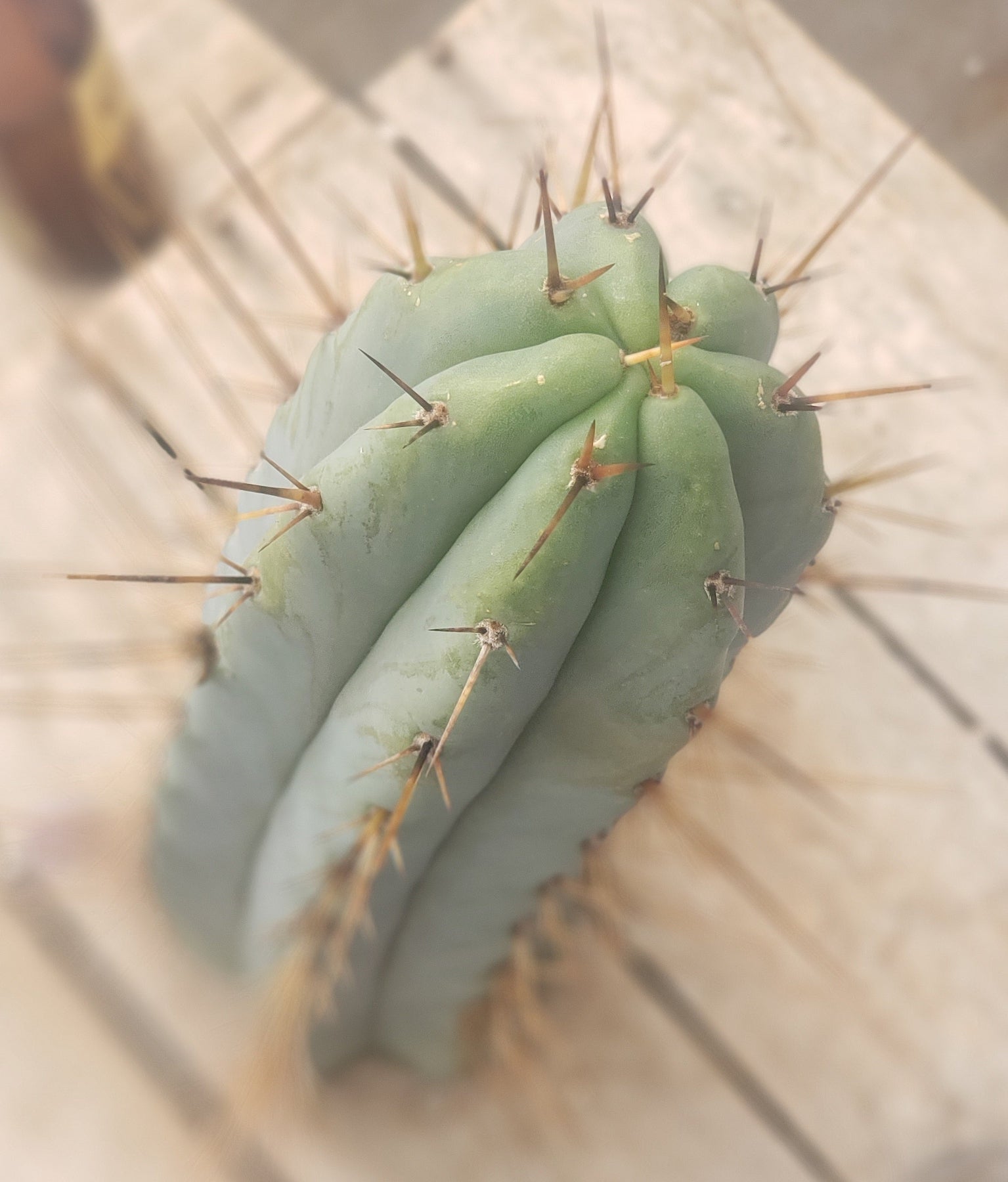 #EC133 EXACT Trichocereus Bridgesoid "Boulder" Cactus 11"-Cactus - Large - Exact-The Succulent Source