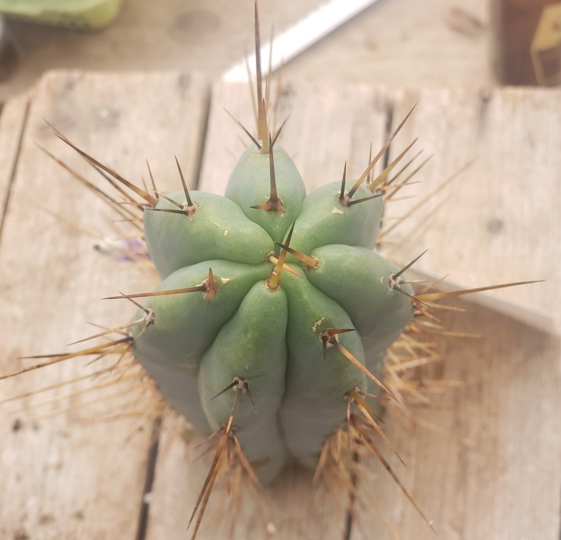 #EC133 EXACT Trichocereus Bridgesoid "Boulder" Cactus 11"-Cactus - Large - Exact-The Succulent Source