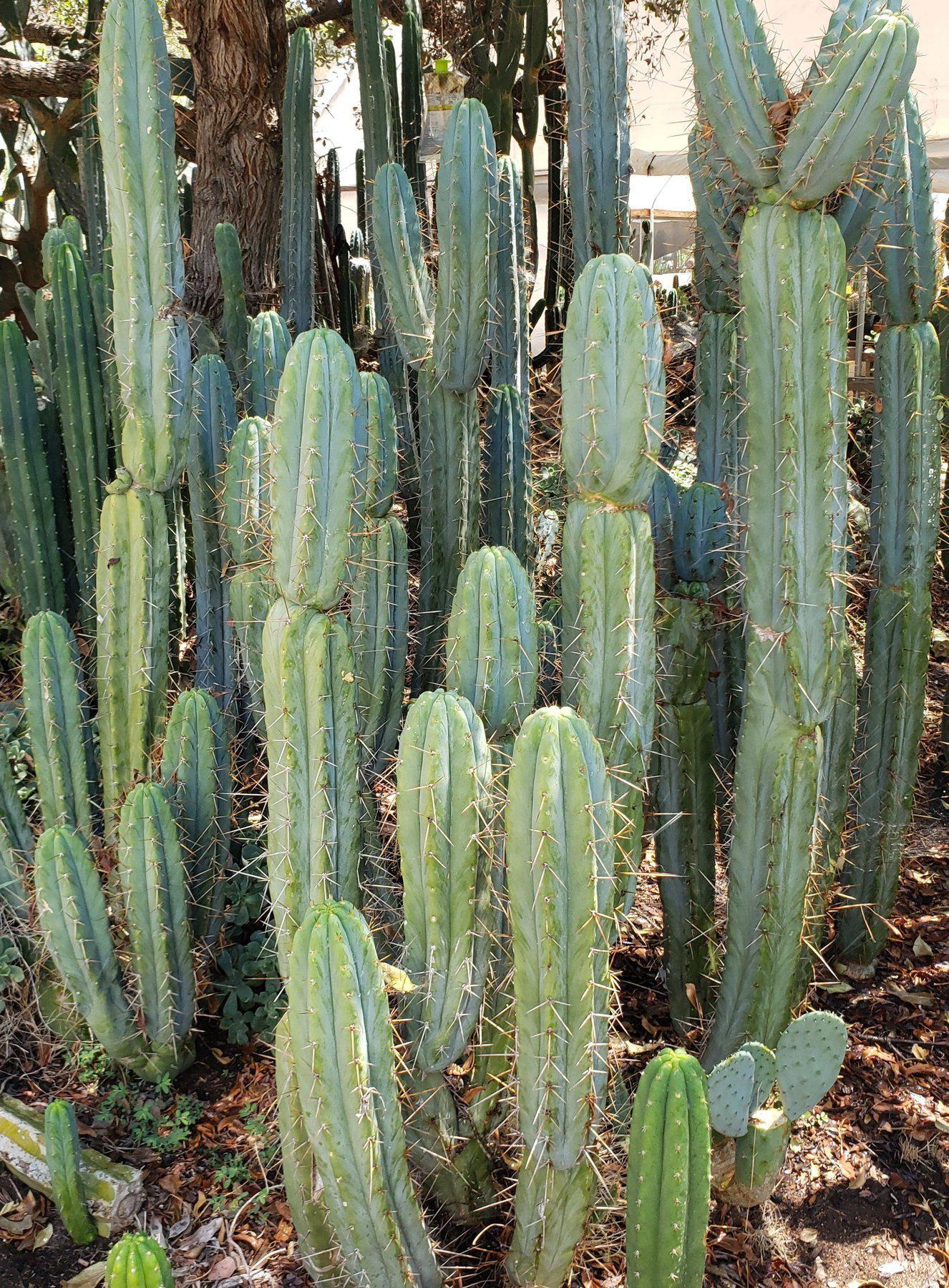 #EC133 EXACT Trichocereus Bridgesoid "Boulder" Cactus 7.5"-Cactus - Large - Exact-The Succulent Source