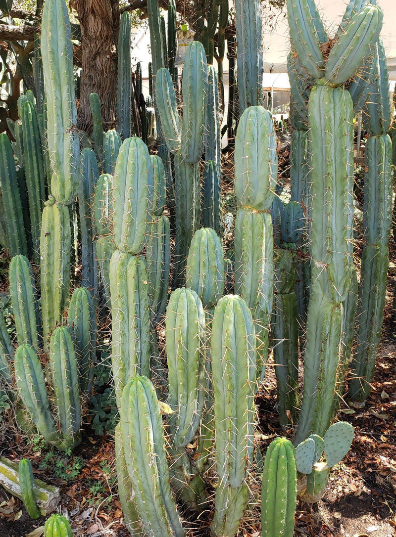 #EC133 EXACT Trichocereus Bridgesoid "Boulder" Cactus 8-9"