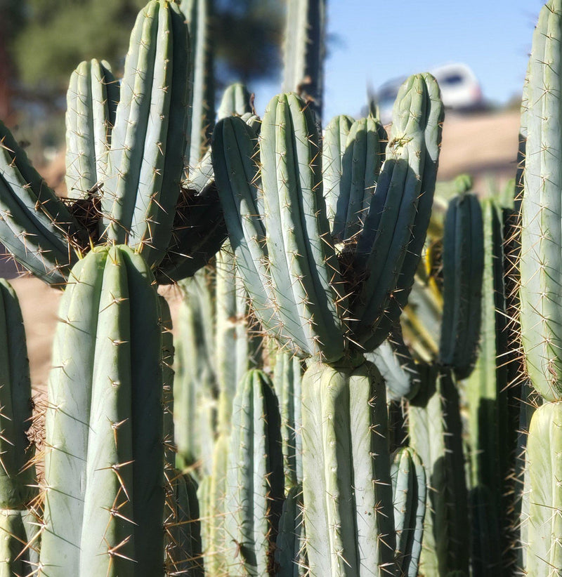 #EC133 EXACT Trichocereus Bridgesoid "Boulder" Cactus 8-9"