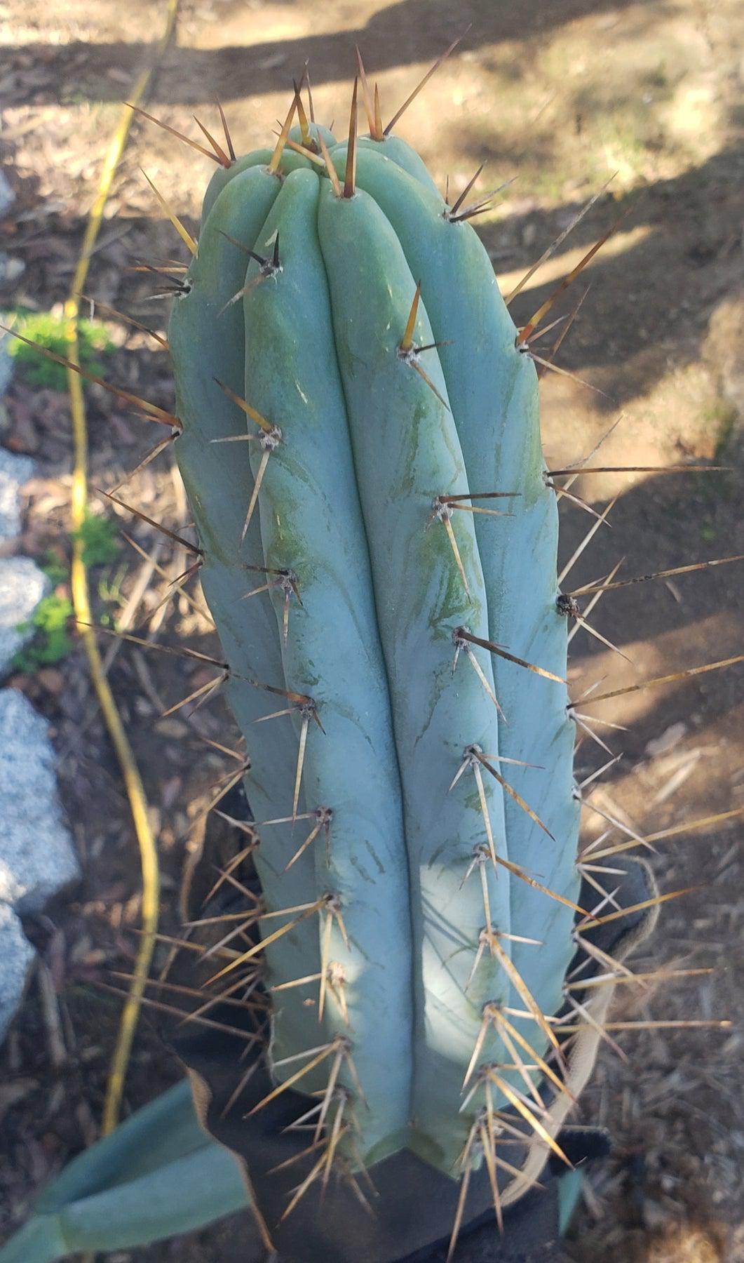#EC133 EXACT Trichocereus Bridgesoid "Boulder" Cactus 11"-Cactus - Large - Exact-The Succulent Source
