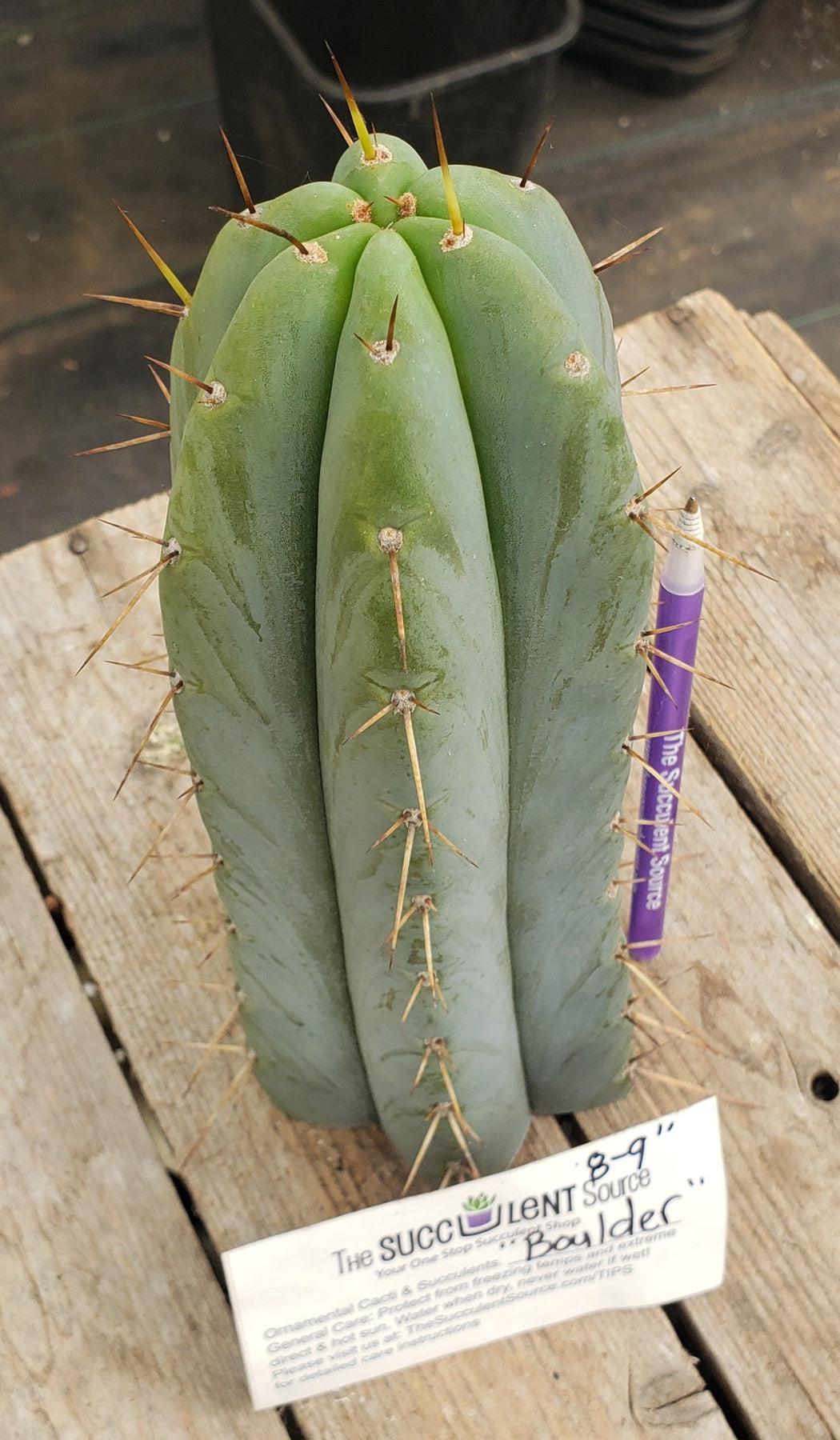 #EC133 EXACT Trichocereus Bridgesoid "Boulder" Cactus 8-9"-Cactus - Large - Exact-The Succulent Source