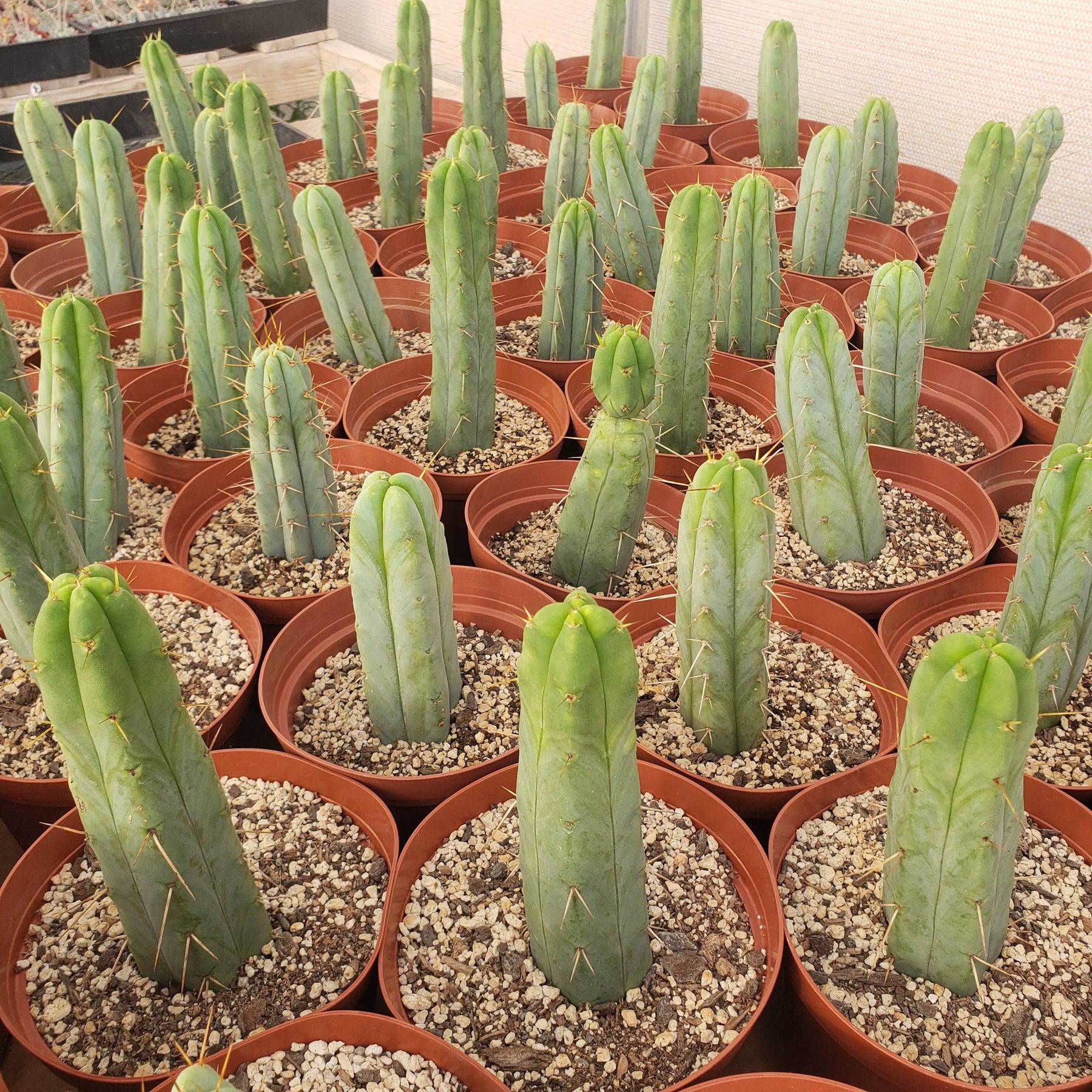 #EC134 EXACT Trichocereus Bridgesii Jiimz Cactus approx. 6"-Cactus - Large - Exact-The Succulent Source