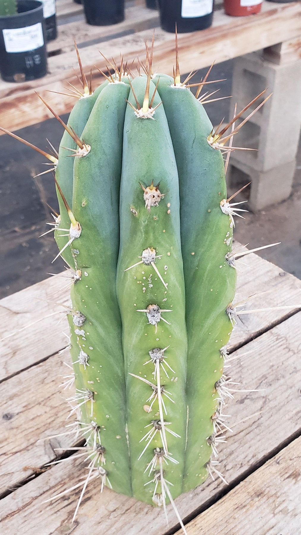 #EC137 EXACT Trichocereus Ornamental Cactus 12.5"-Cactus - Large - Exact-The Succulent Source