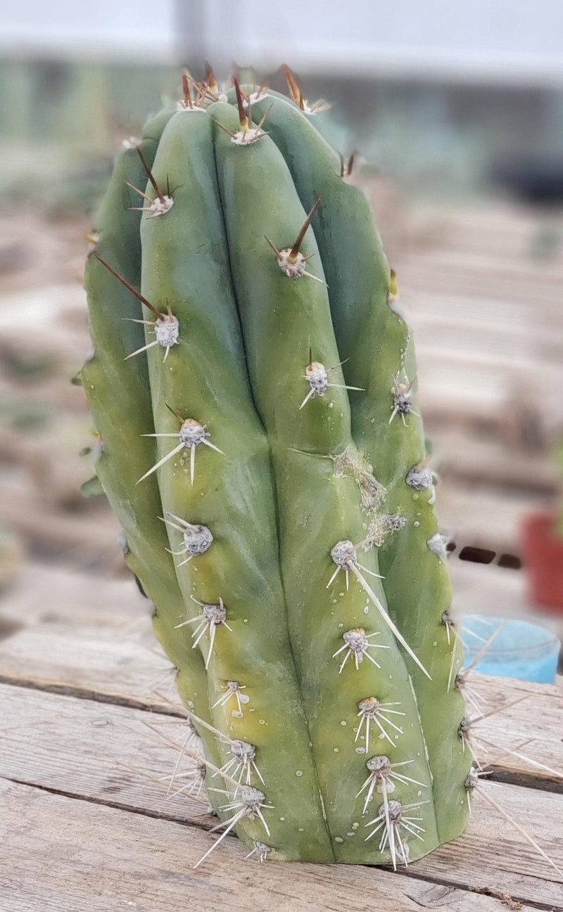 #EC137 EXACT  Trichocereus Peruvianus Ornamental Cactus 9"