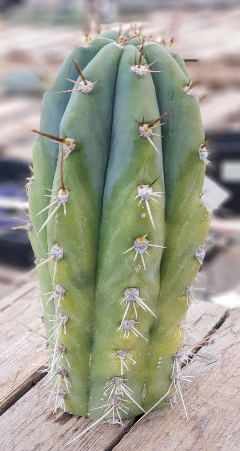 #EC137 EXACT  Trichocereus Peruvianus Ornamental Cactus 9"
