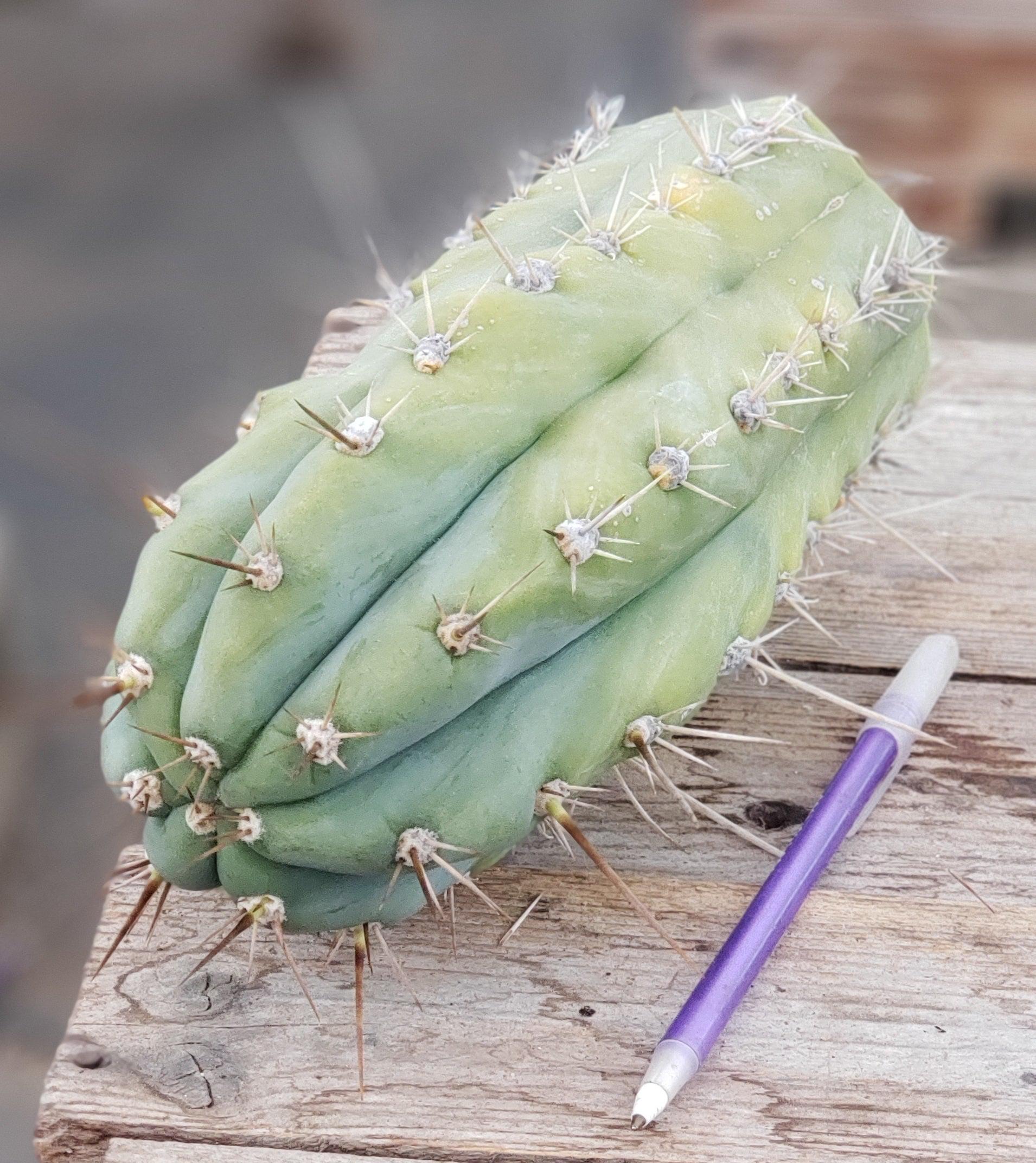 #EC137 EXACT Trichocereus Ornamental Cactus 12.5"-Cactus - Large - Exact-The Succulent Source