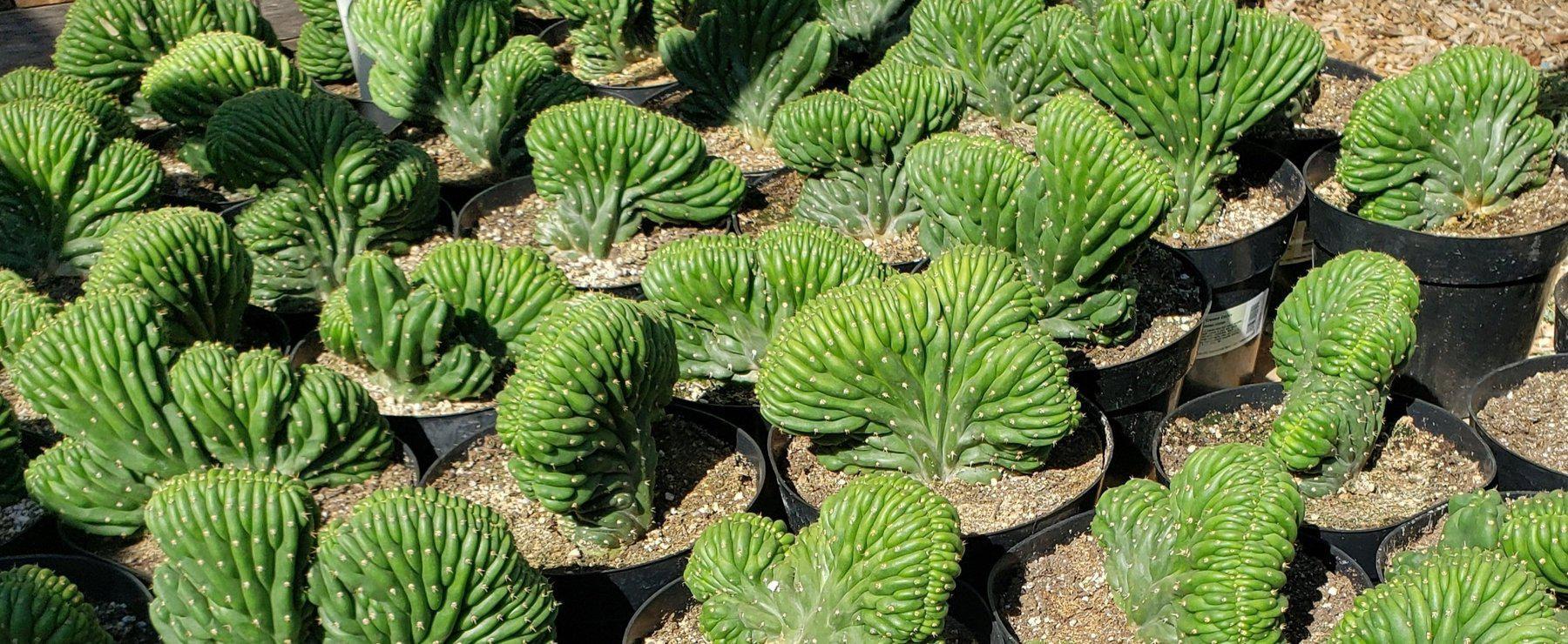 #EC139 EXACT Trichocereus Pachanoi Crested Cactus-Cactus - Large - Exact-The Succulent Source