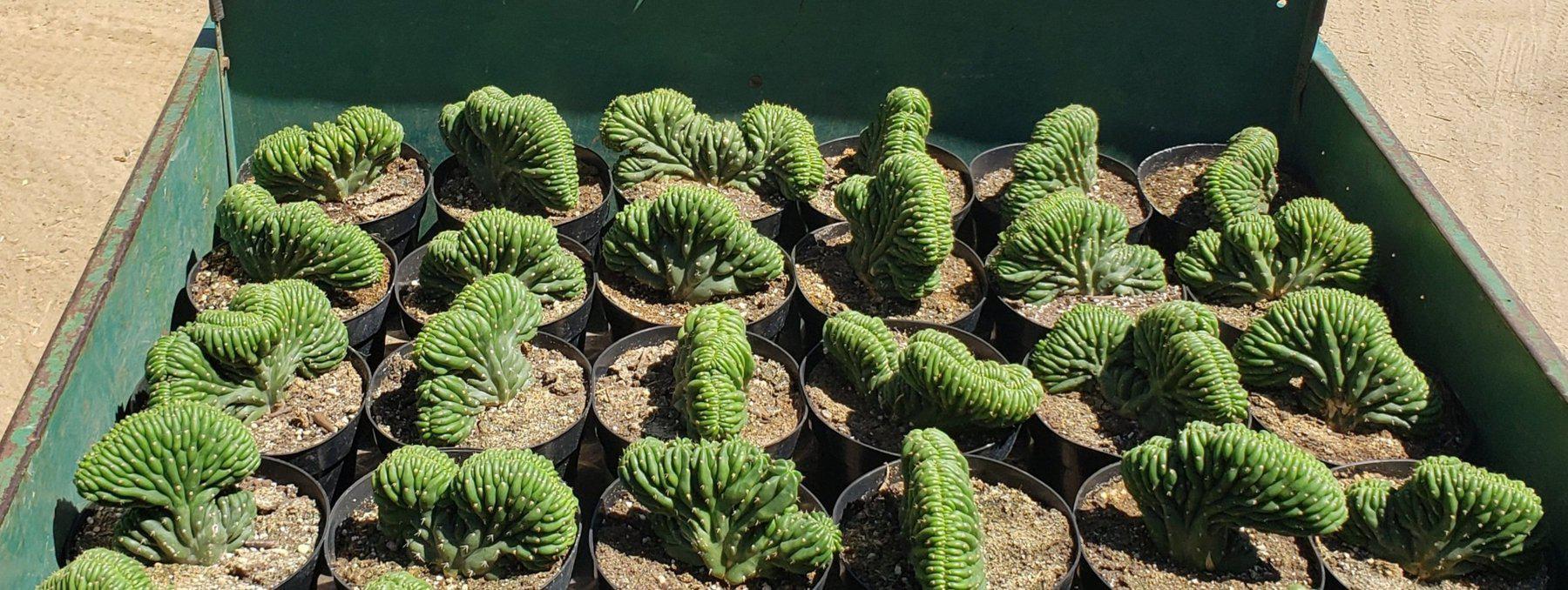 #EC139 EXACT Trichocereus Pachanoi Crested Cactus-Cactus - Large - Exact-The Succulent Source