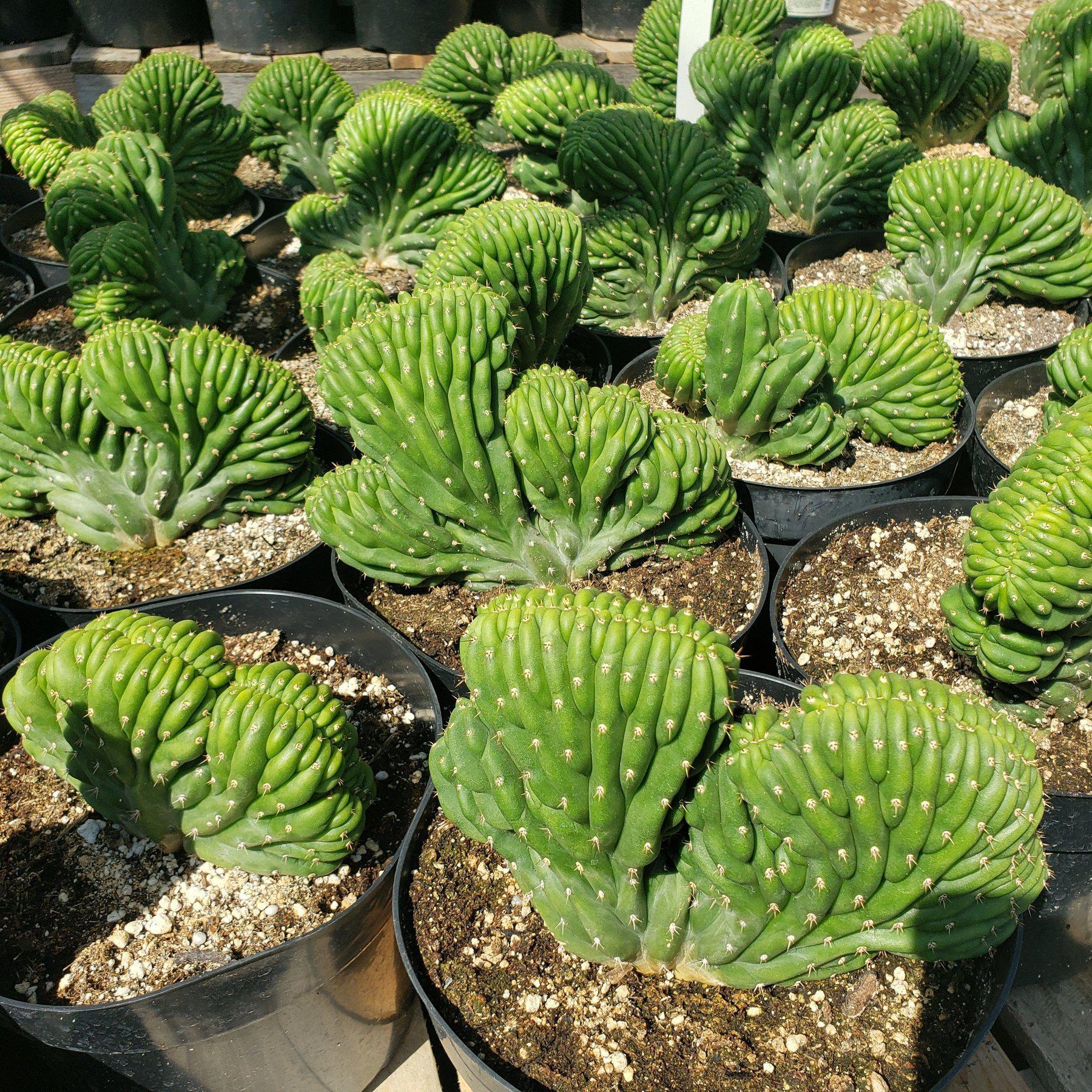 #EC139 EXACT Trichocereus Pachanoi Crested Cactus-Cactus - Large - Exact-The Succulent Source