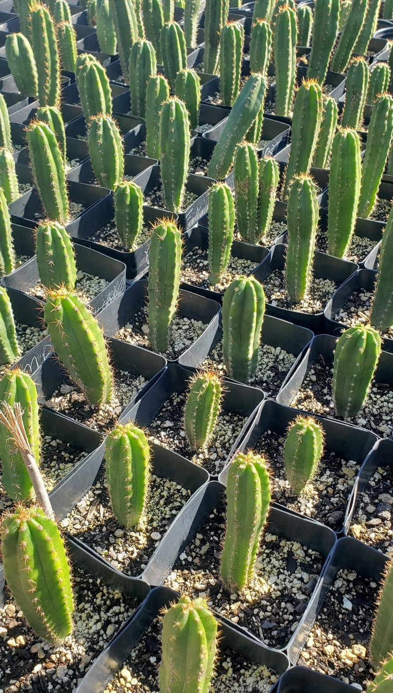 #EC163 EXACT Trichocereus Hybrid Potted Cactus Value Packs