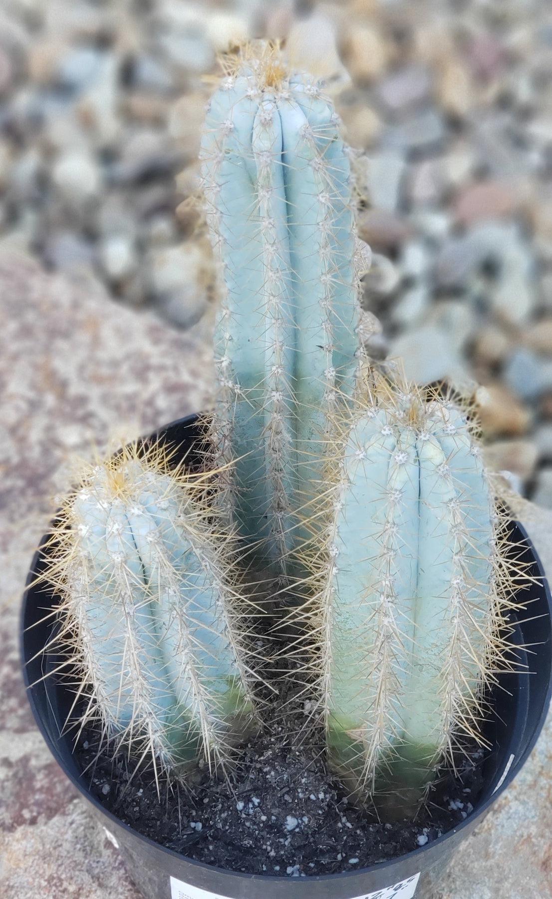 #EC170 EXACT Pilosocereus Azureus "Blue Candle" Ornamental Cactus cuttings " 12, 8.5", 7"-Cactus - Large - Exact-The Succulent Source