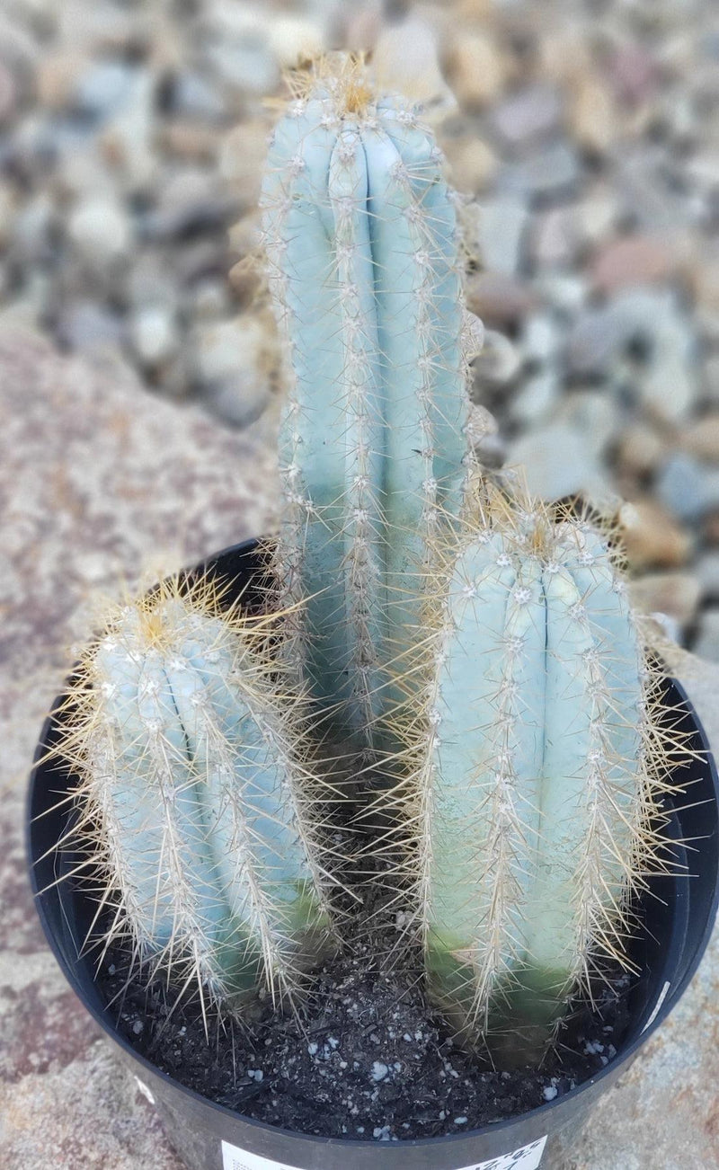 #EC170 EXACT Pilosocereus Azureus "Blue Candle" Ornamental Cactus cuttings " 12, 8.5", 7"