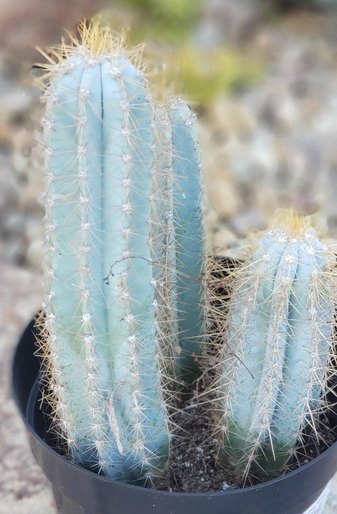 #EC170 EXACT Pilosocereus Azureus "Blue Candle" Ornamental Cactus cuttings " 12, 8.5", 7"-Cactus - Large - Exact-The Succulent Source