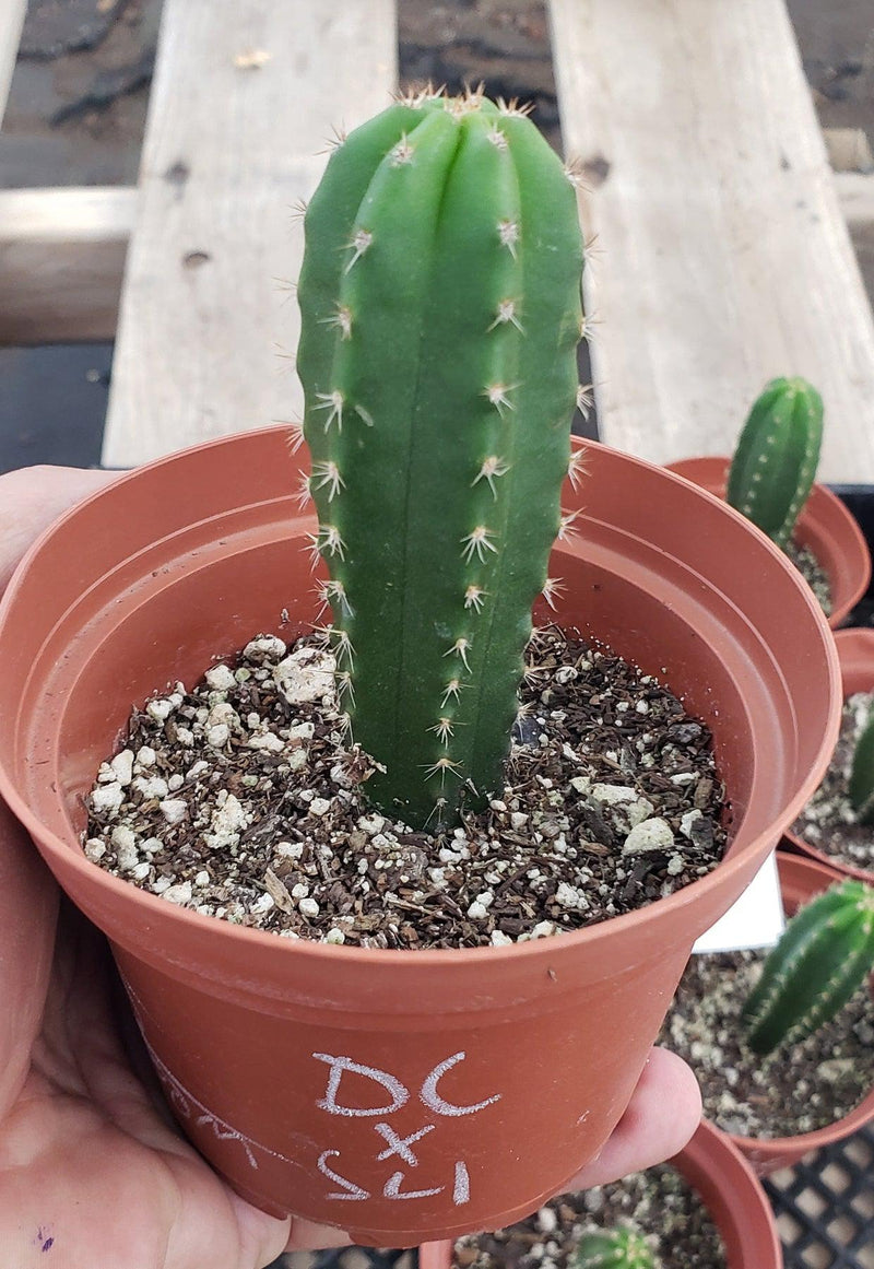 #EC177 EXACT Trichocereus Hybrid Pachanoi Decosta X Scopulicola Slimer Cactus 2-3"