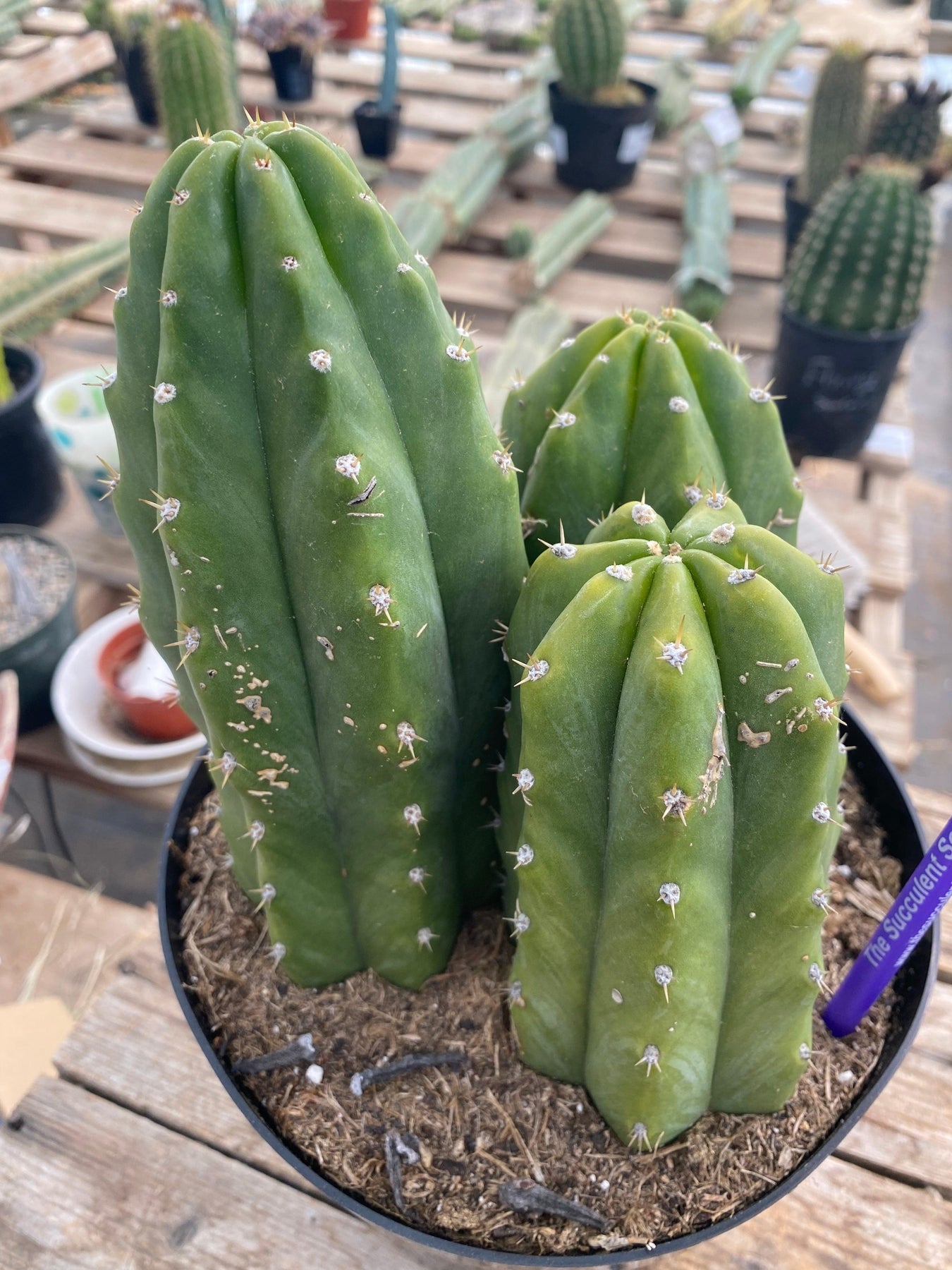 #EC192 EXACT Trichocereus Pachanoi "PC" Ornamental Cactus. 7.5,5"-Cactus - Large - Exact-The Succulent Source