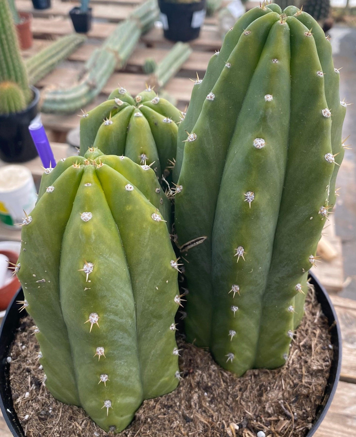 #EC192 EXACT Trichocereus Pachanoi "PC" Ornamental Cactus. 7.5,5"-Cactus - Large - Exact-The Succulent Source