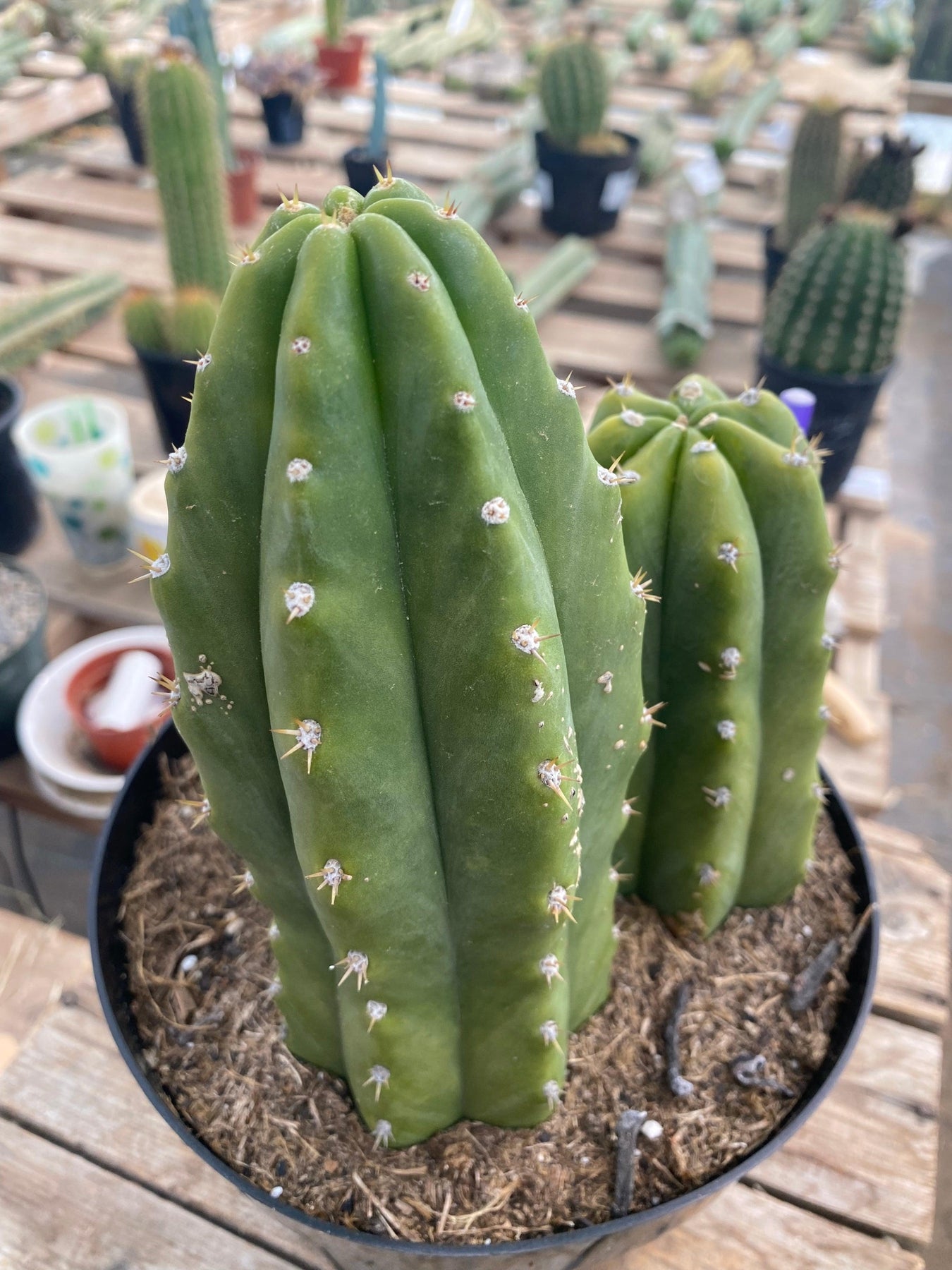 #EC192 EXACT Trichocereus Pachanoi "PC" Ornamental Cactus. 7.5,5"-Cactus - Large - Exact-The Succulent Source