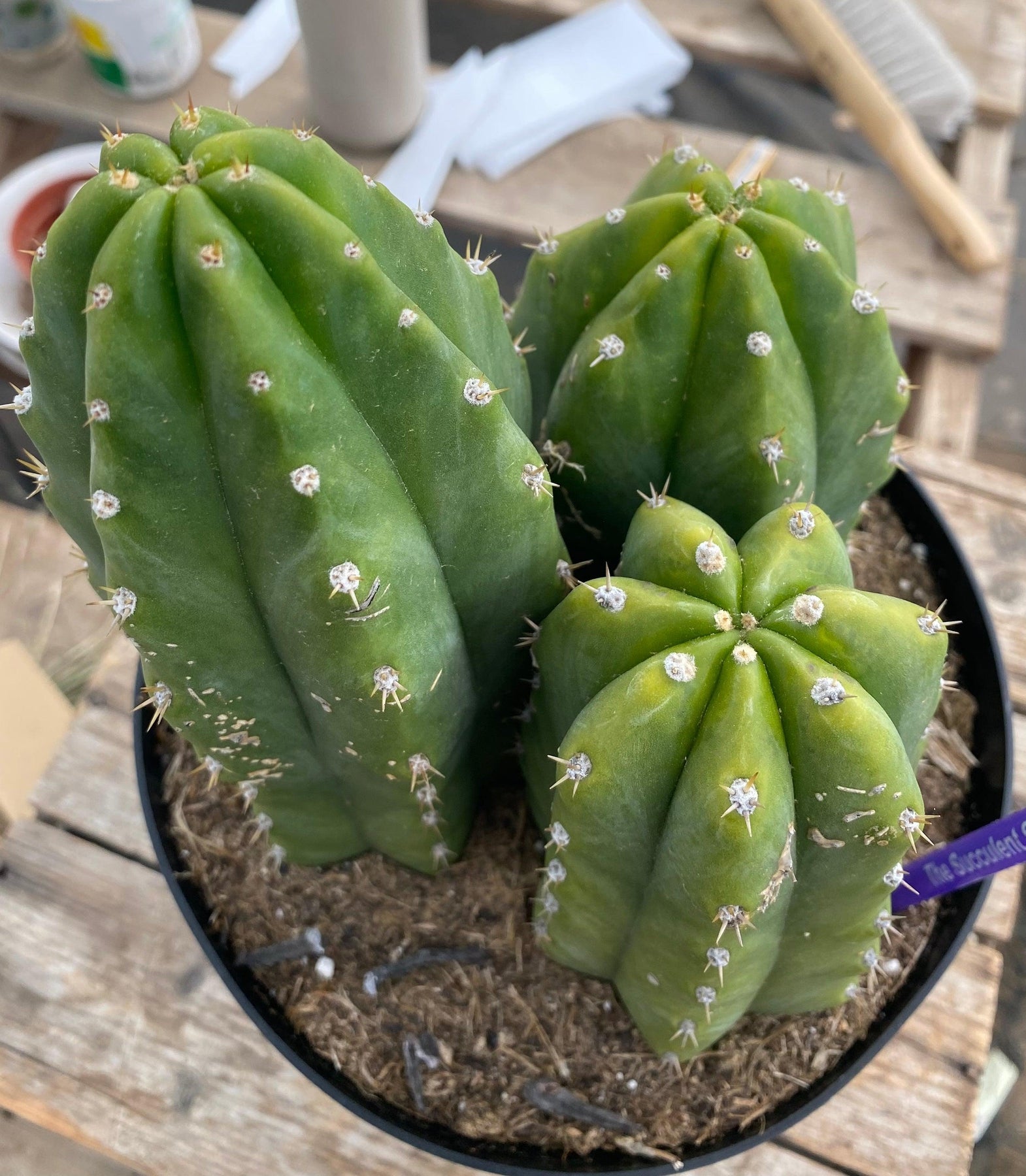 #EC192 EXACT Trichocereus Pachanoi "PC" Ornamental Cactus. 7.5,5"-Cactus - Large - Exact-The Succulent Source