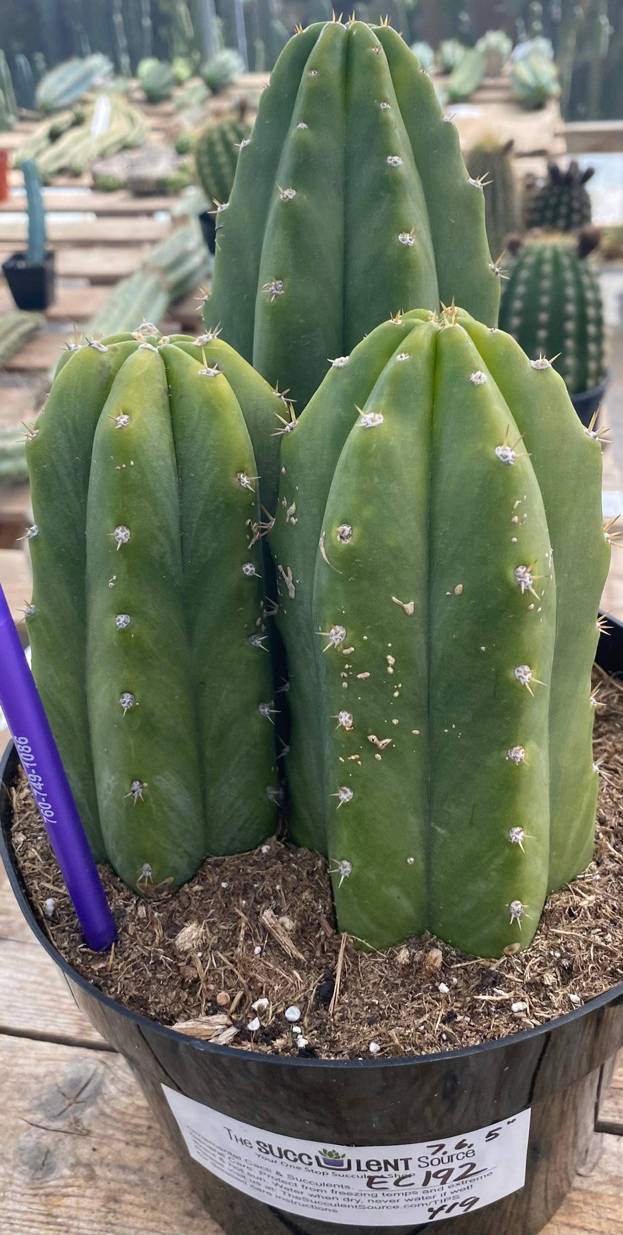 #EC192 EXACT Trichocereus Pachanoi "PC" Ornamental Cactus. 7.5,5"-Cactus - Large - Exact-The Succulent Source