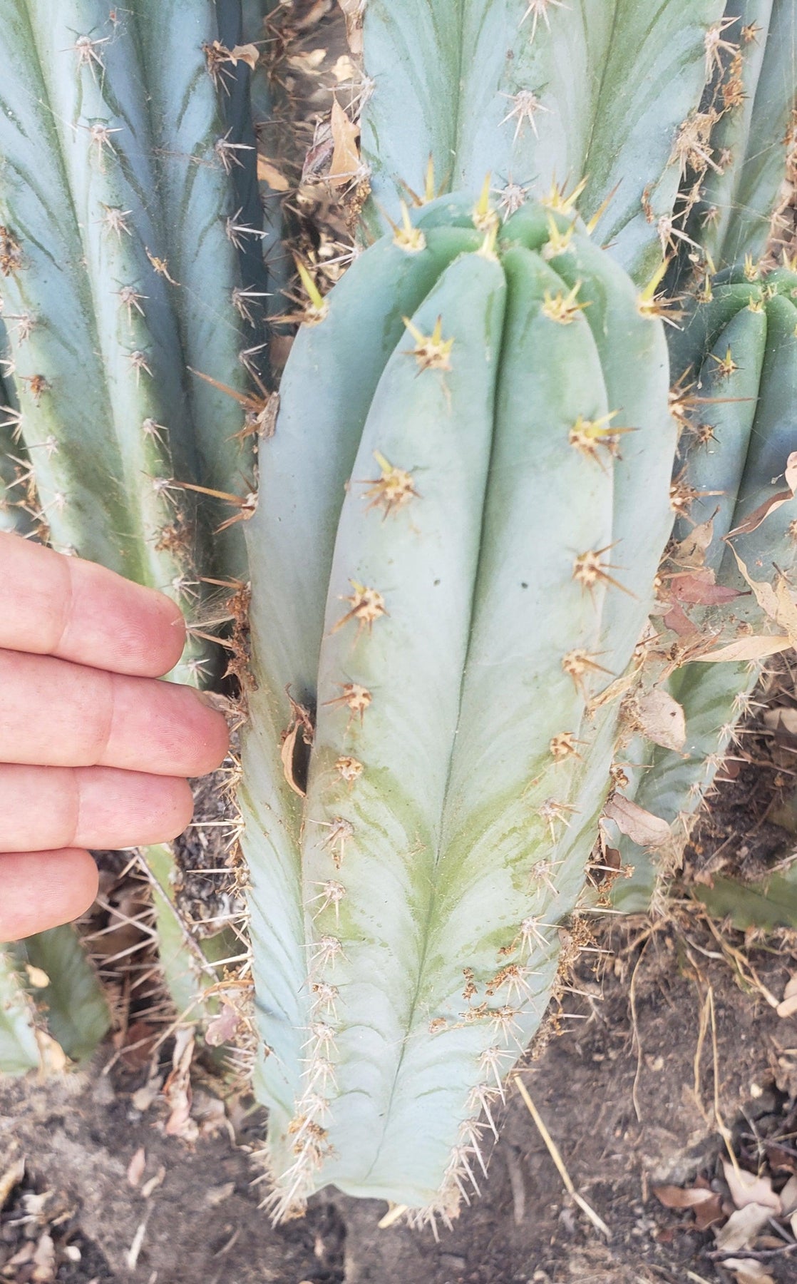 #EC195 EXACT Trichocereus Peruvianus TSS505 Ornamental Cactus Cutting 7-8"-Cactus - Large - Exact-The Succulent Source