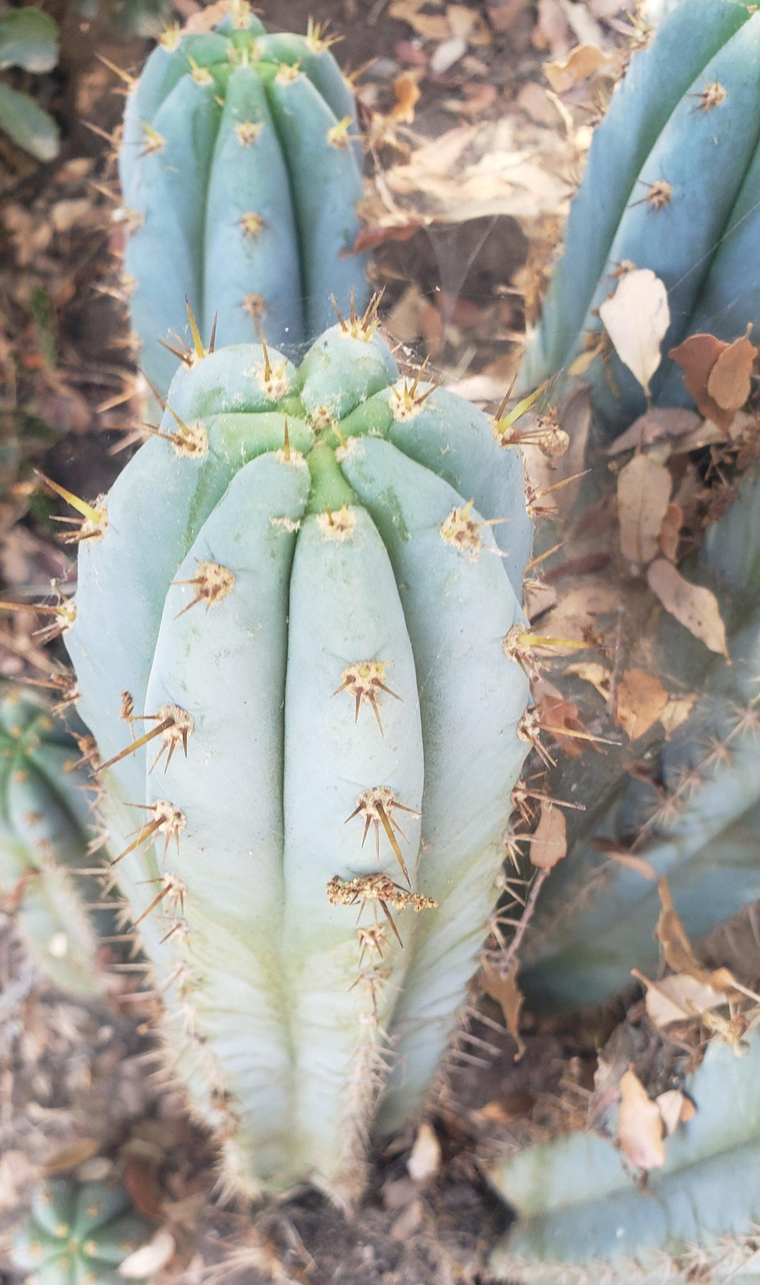 #EC195 EXACT Trichocereus Peruvianus TSS505 Ornamental Cactus Cutting 7-8"-Cactus - Large - Exact-The Succulent Source