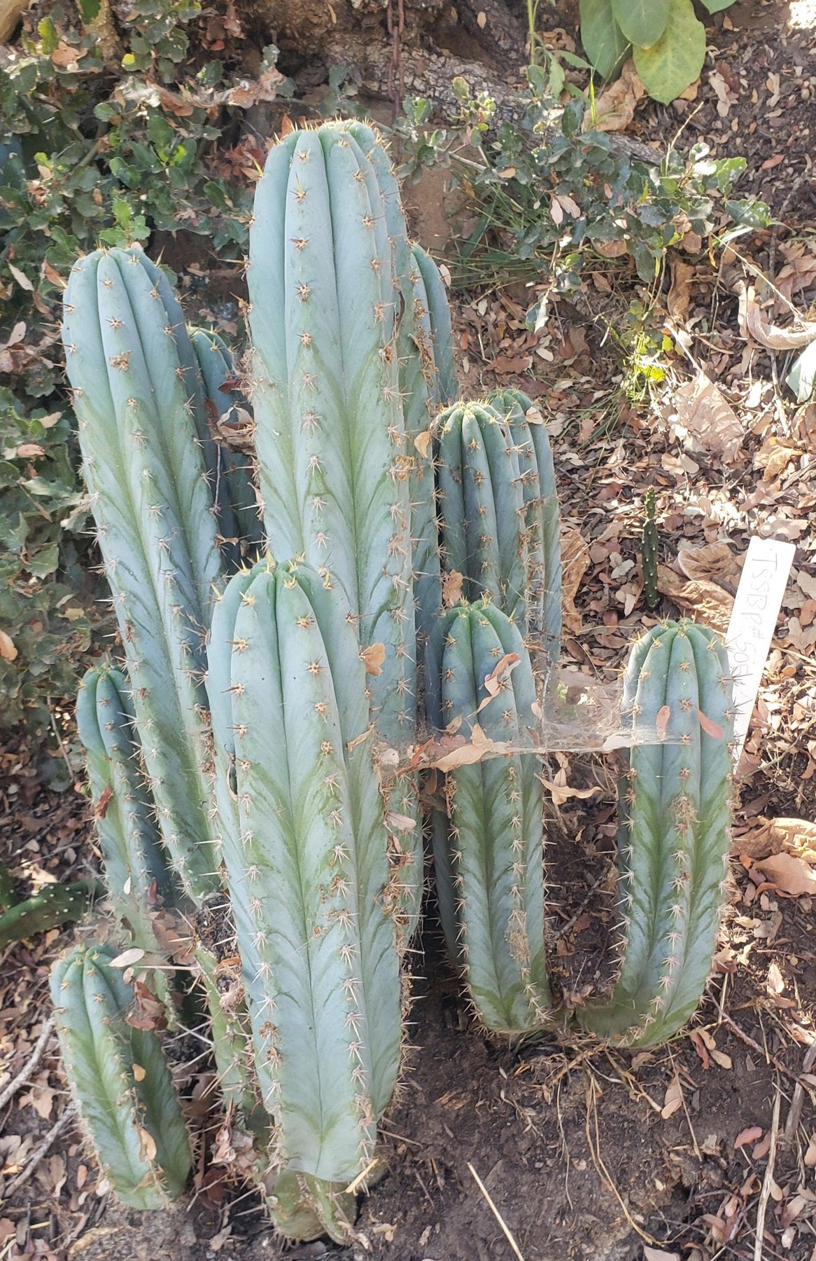 #EC195 EXACT Trichocereus Peruvianus TSS505 Ornamental Cactus Cutting 7-8"-Cactus - Large - Exact-The Succulent Source