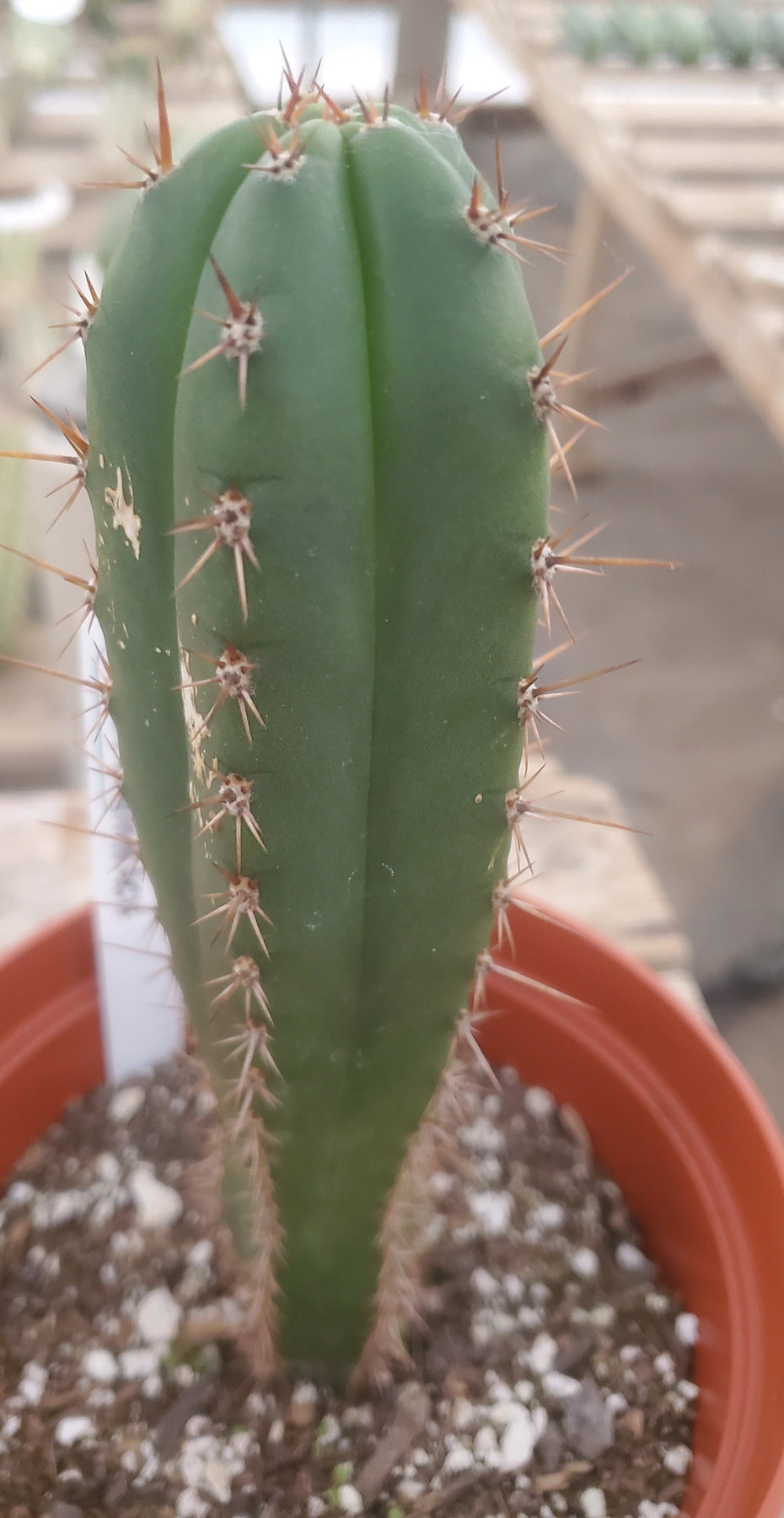 #EC203 EXACT Trichocereus Hybrid Huanu X Pachanoi Oscar Ornamental Cactus 8"-Cactus - Large - Exact-The Succulent Source