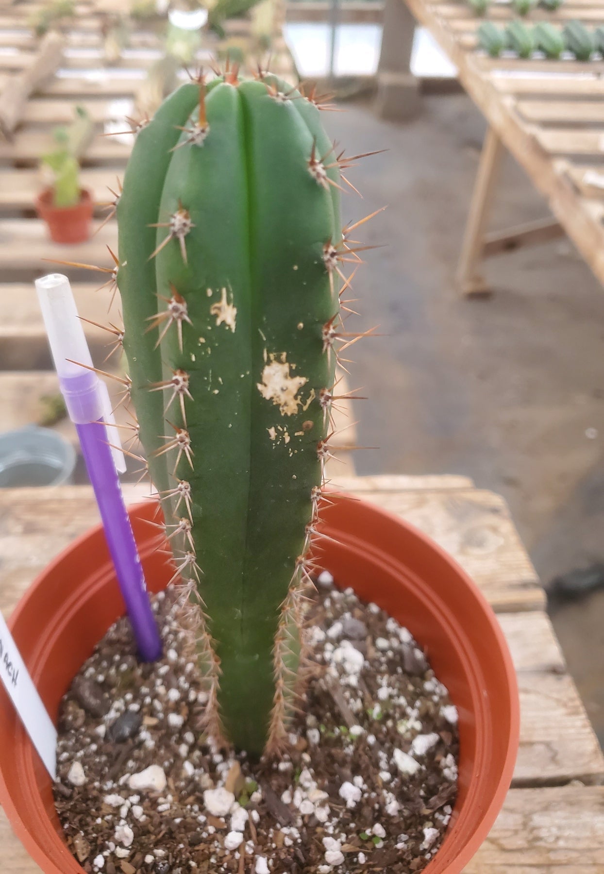 #EC203 EXACT Trichocereus Hybrid Huanu X Pachanoi Oscar Ornamental Cactus 8"-Cactus - Large - Exact-The Succulent Source