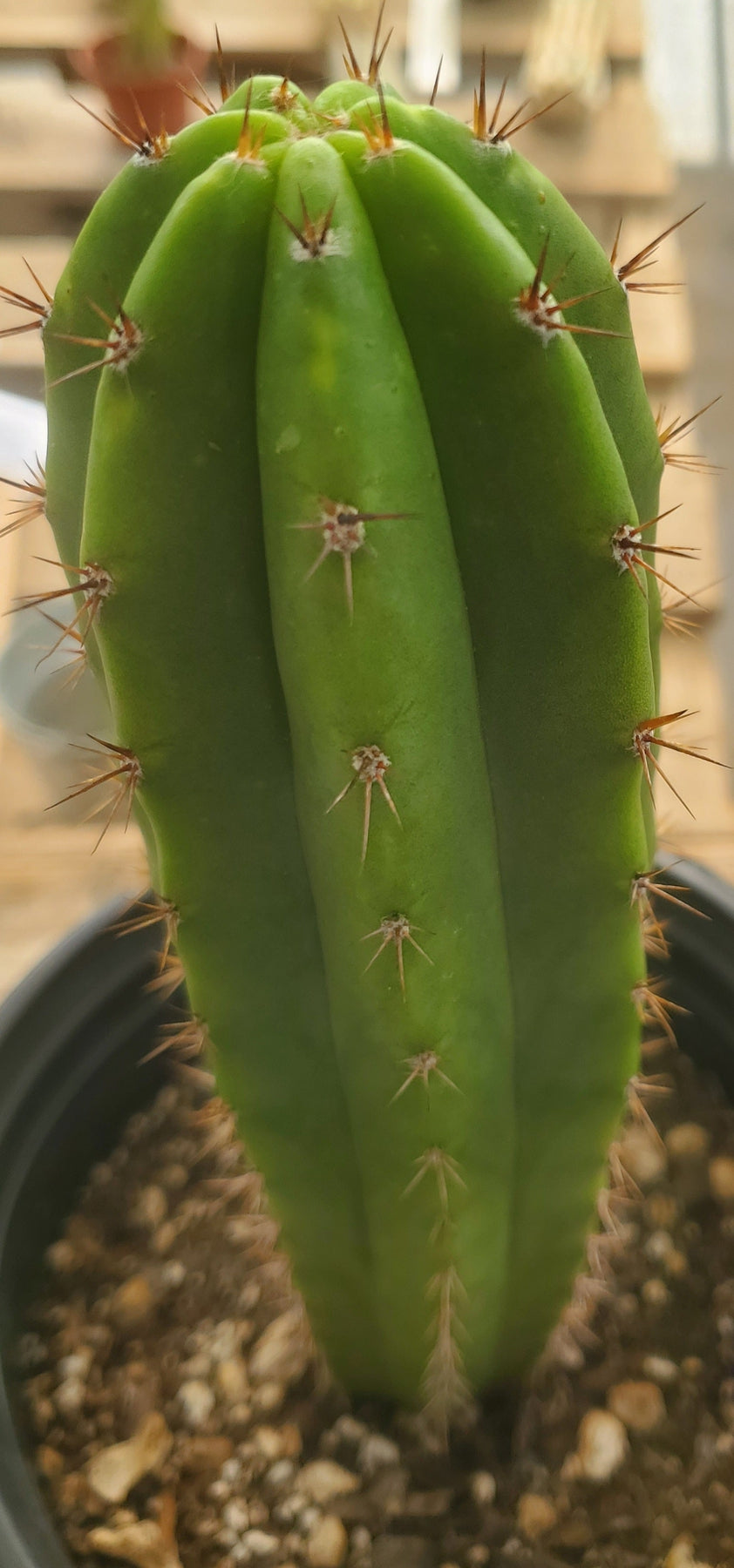 #EC207 EXACT Trichocereus Hybrid Huanucoensis X Oscar Ornamental Cactus 9"-Cactus - Large - Exact-The Succulent Source