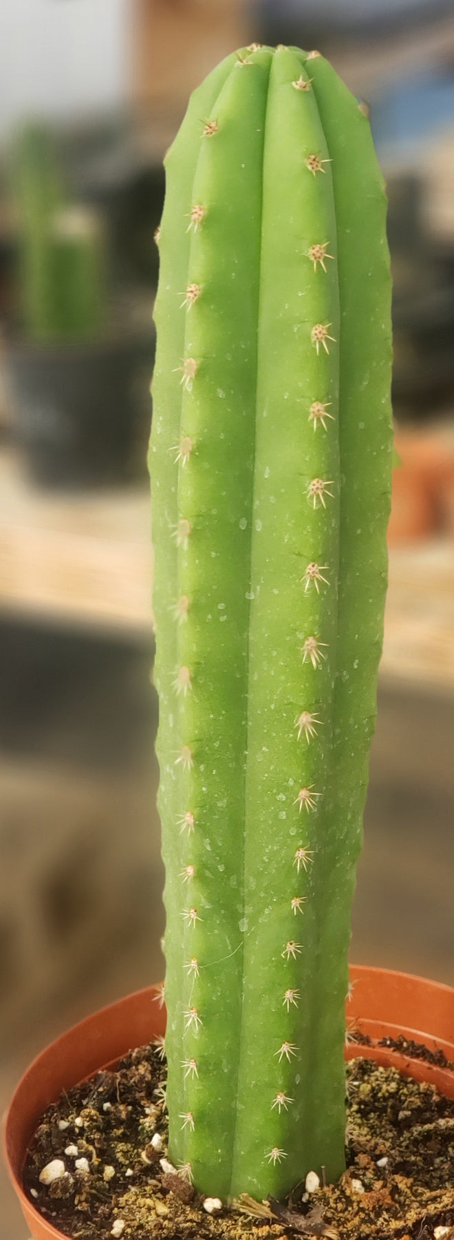 #EC211 EXACT Trichocereus Hybrid Lost Label Ornamental Cactus 11"-Cactus - Large - Exact-The Succulent Source