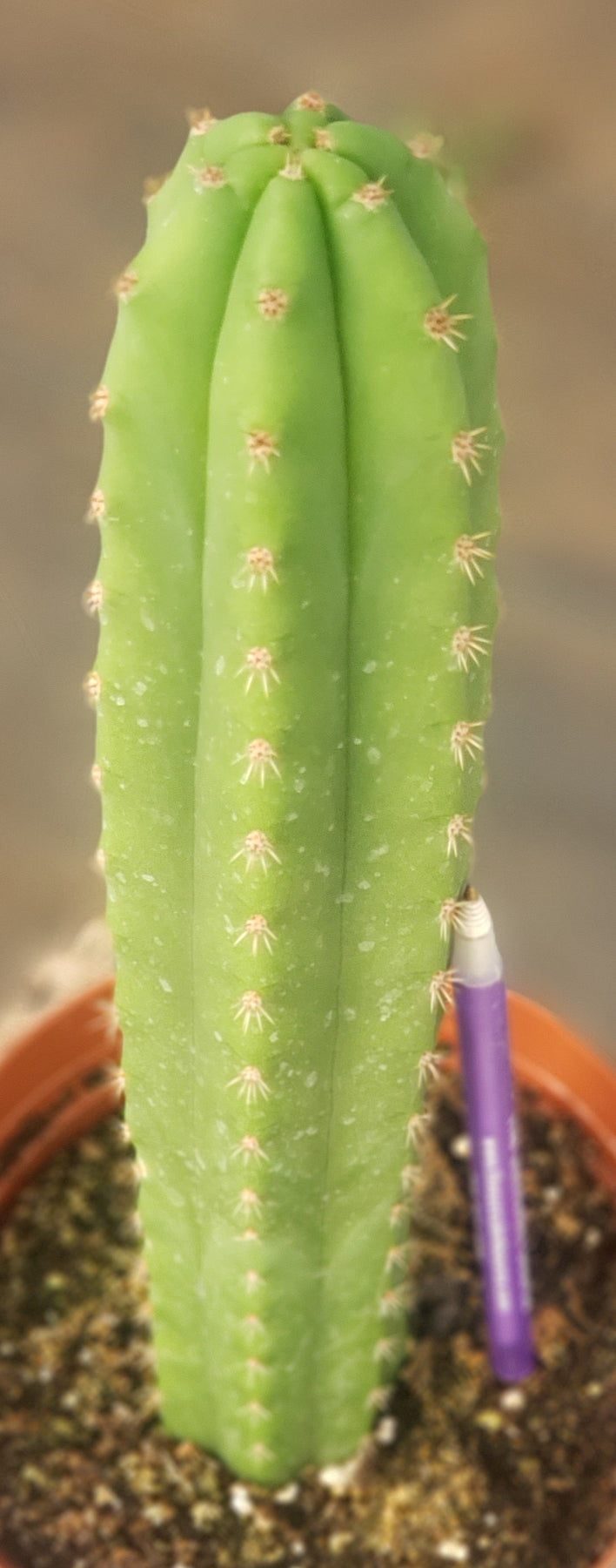 #EC211 EXACT Trichocereus Hybrid Lost Label Ornamental Cactus 11"-Cactus - Large - Exact-The Succulent Source