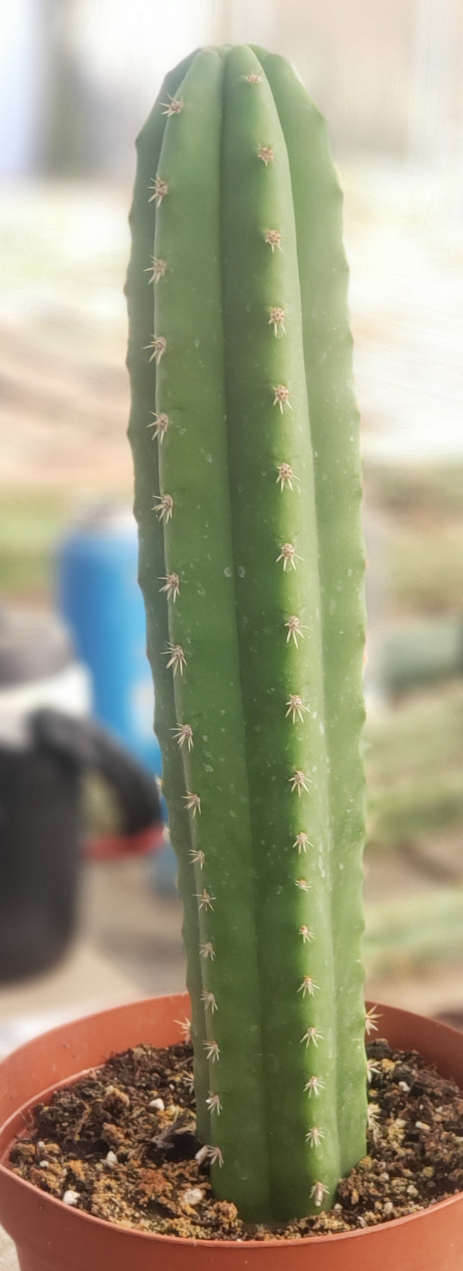 #EC211 EXACT Trichocereus Hybrid Lost Label Ornamental Cactus 11"-Cactus - Large - Exact-The Succulent Source