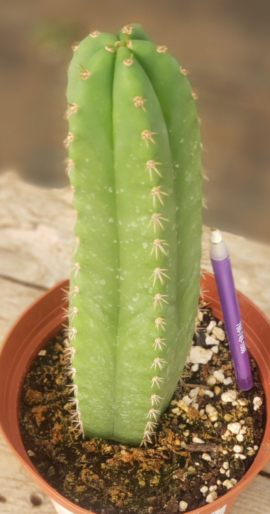 #EC212 EXACT Trichocereus Hybrid Ornamental Cactus 9.5"-Cactus - Large - Exact-The Succulent Source