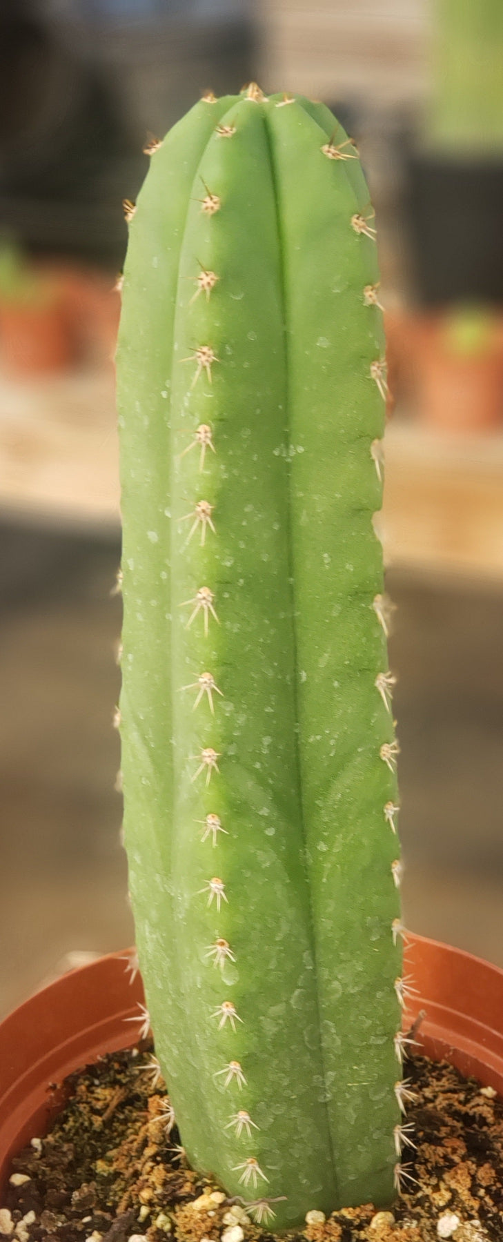 #EC212 EXACT Trichocereus Hybrid Ornamental Cactus 9.5"