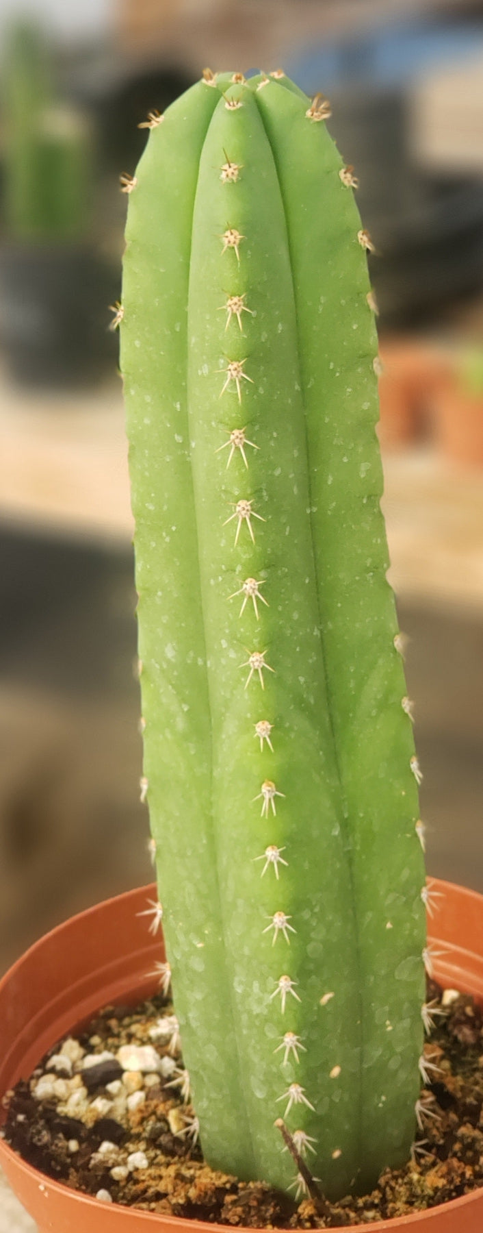 #EC212 EXACT Trichocereus Hybrid Ornamental Cactus 9.5"-Cactus - Large - Exact-The Succulent Source
