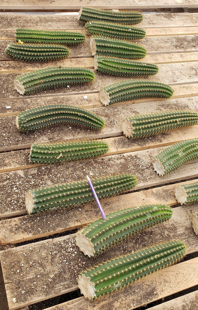 #EC22 EXACT Trichocereus Hybrid Arboricola X VRG Cactus Cutting 10-12"