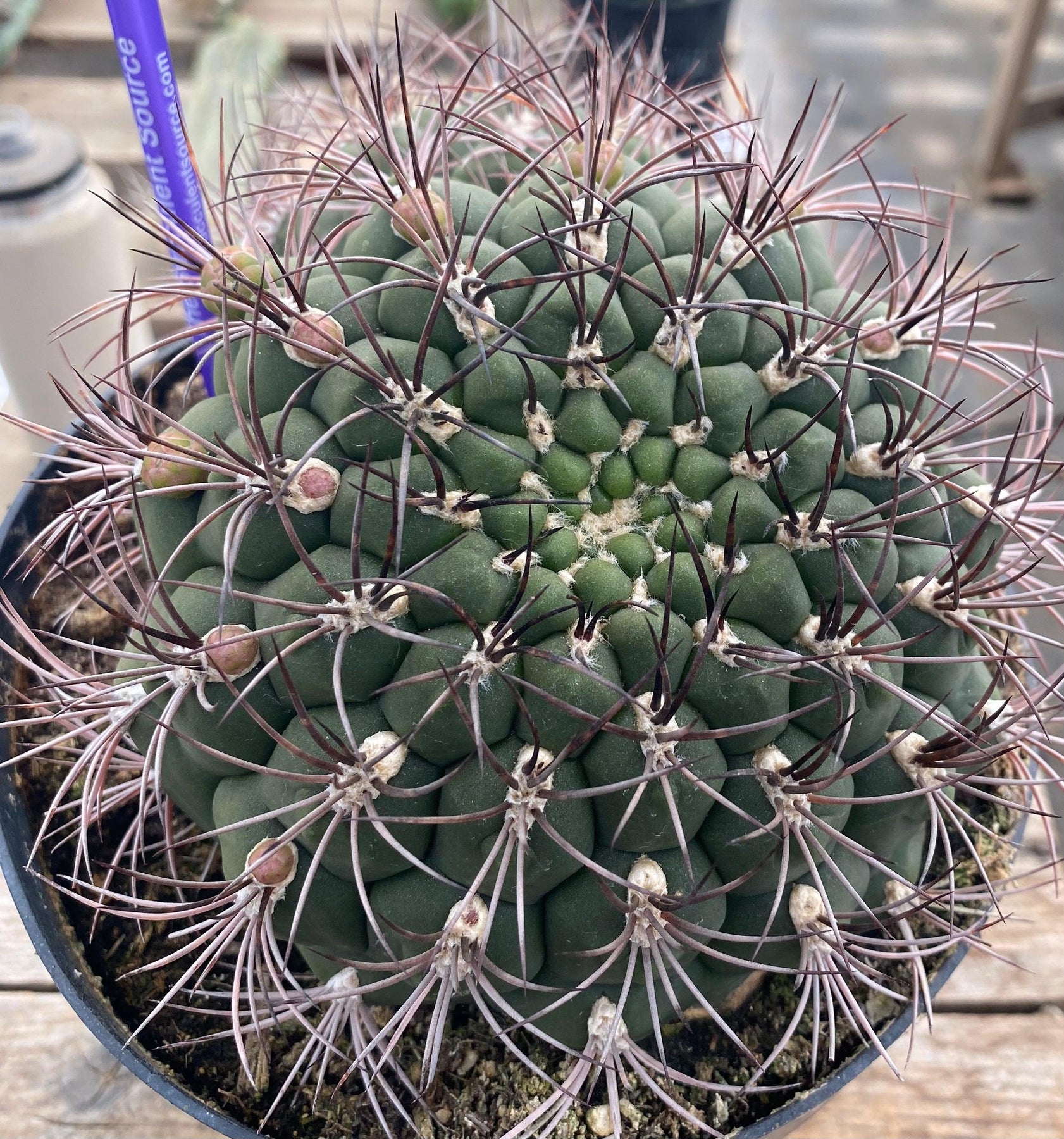 #EC223 EXACT Gymnocalycium Saglione Ornamental Cactus-Cactus - Large - Exact-The Succulent Source